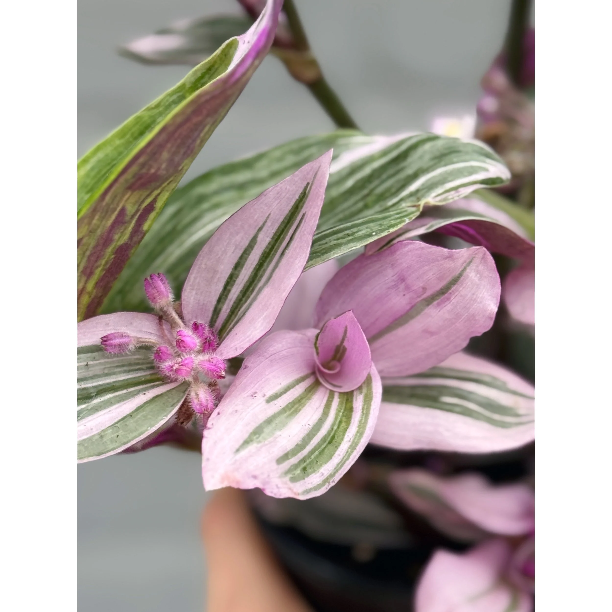 Tradescantia 'Nanouk'