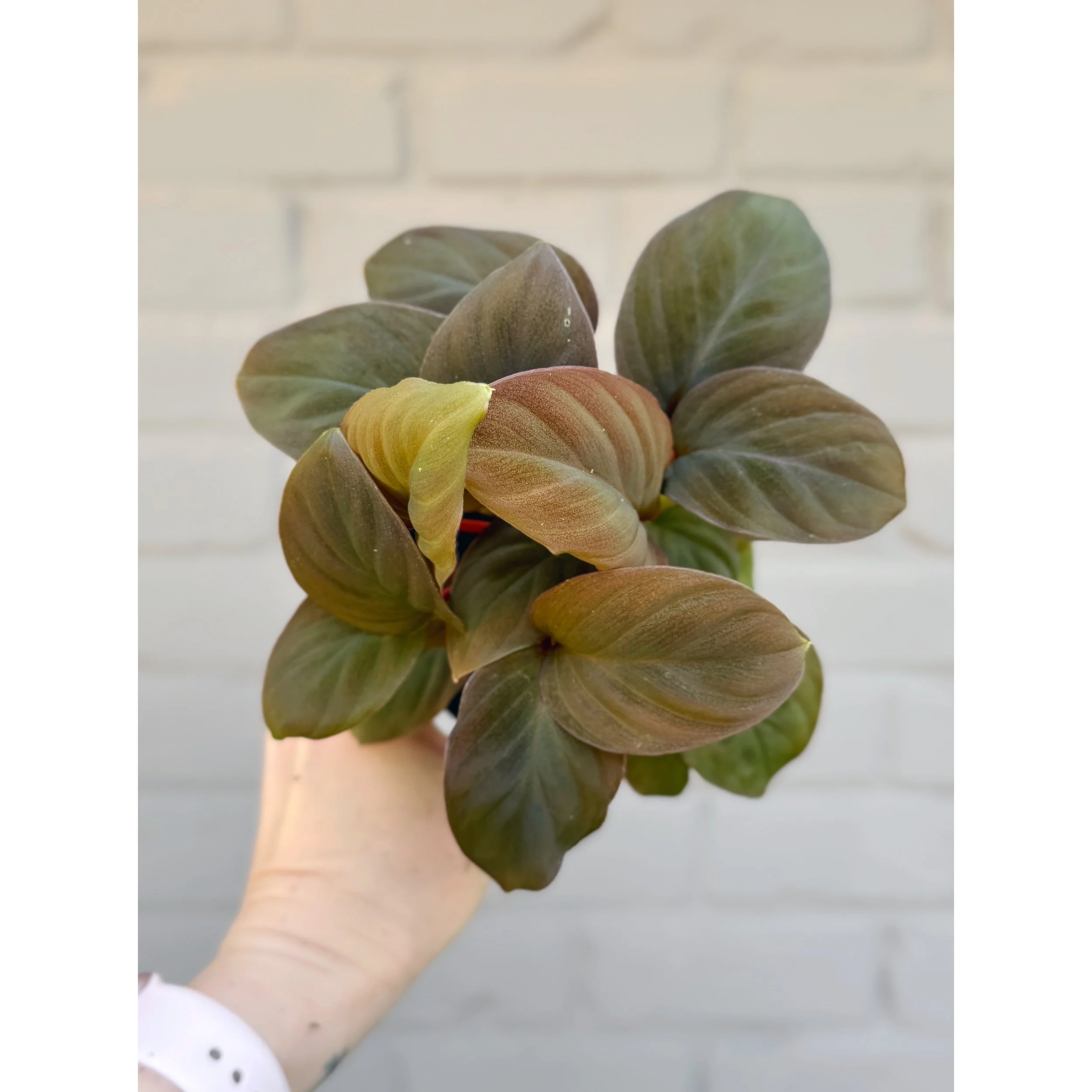 Homalomena 'Red Spot' 4"