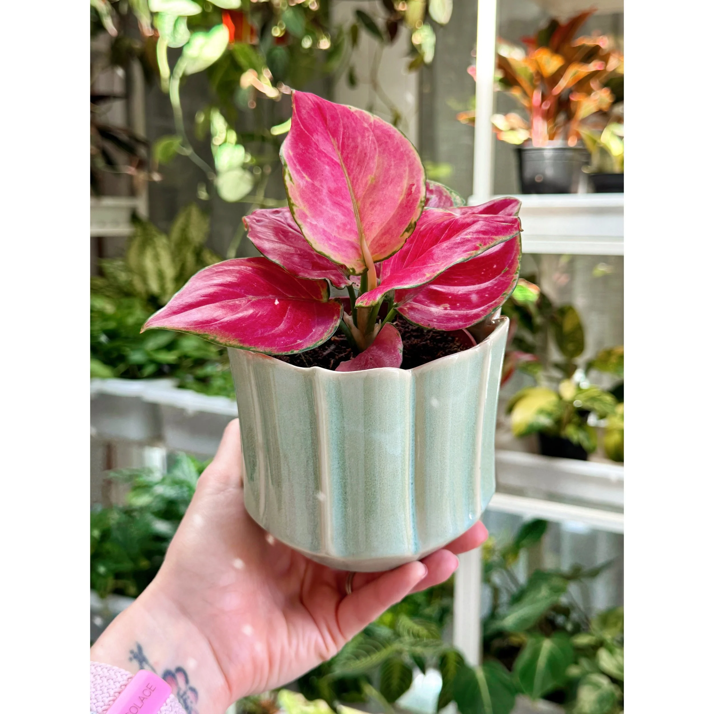 Aglaonema Hybrid 'Geely Red' in Everleaf mint glazed pot