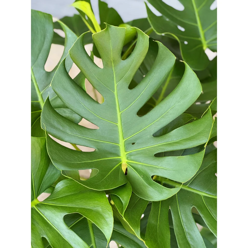 Monstera Deliciosa 8