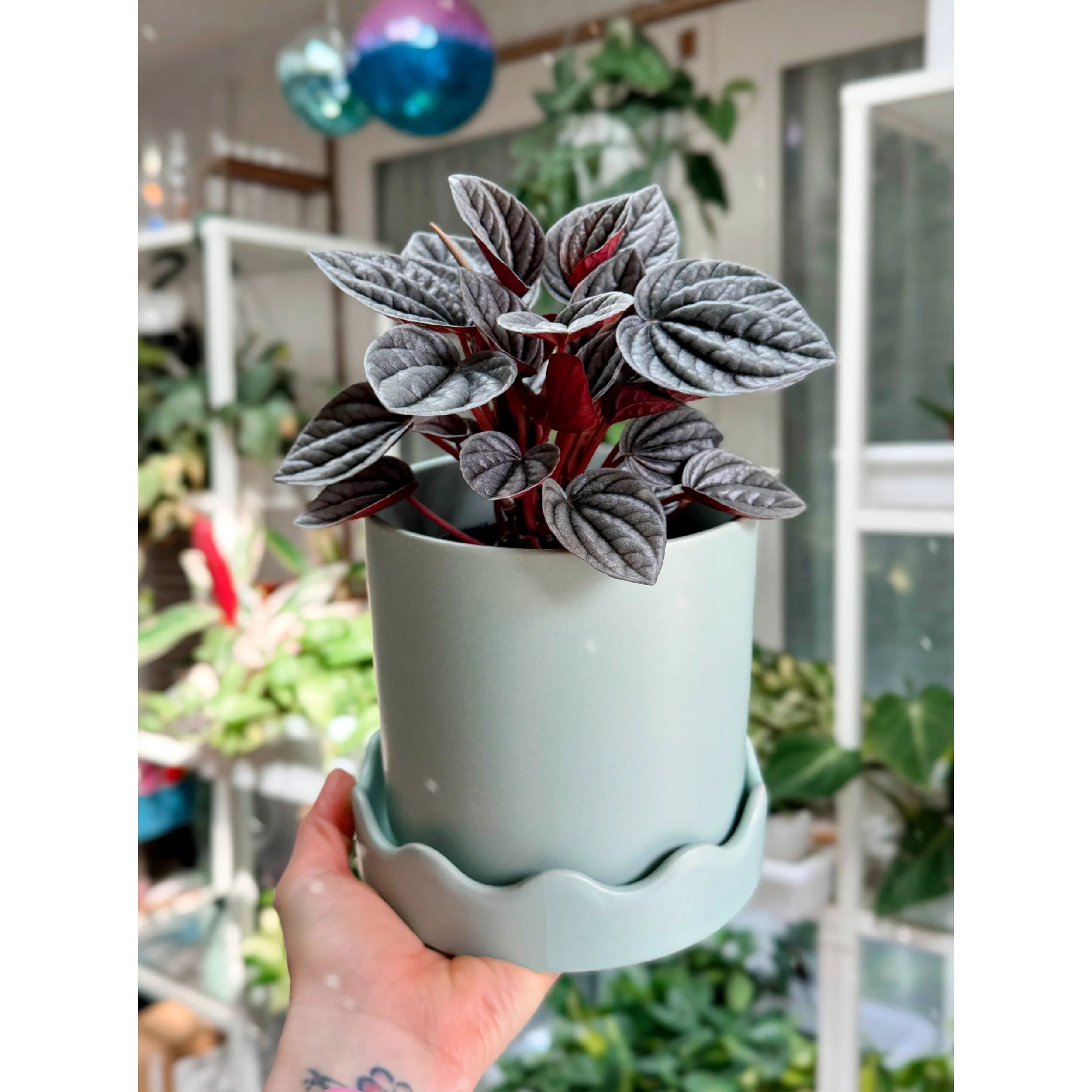 Peperomia Caperata 'Caracas' in Mint Pissaro
