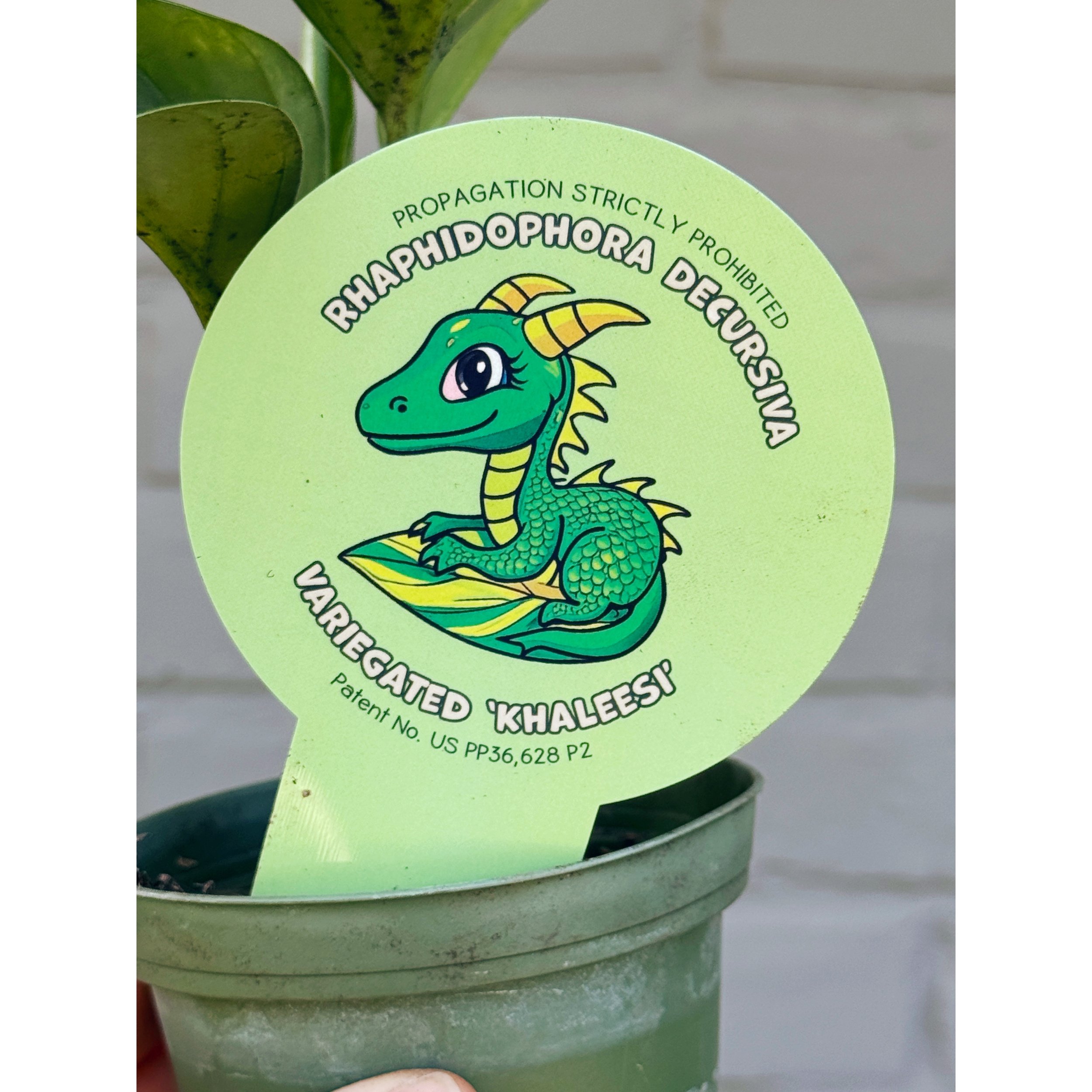 Rhaphidophora Decursiva Variegated 'Khaleesi'