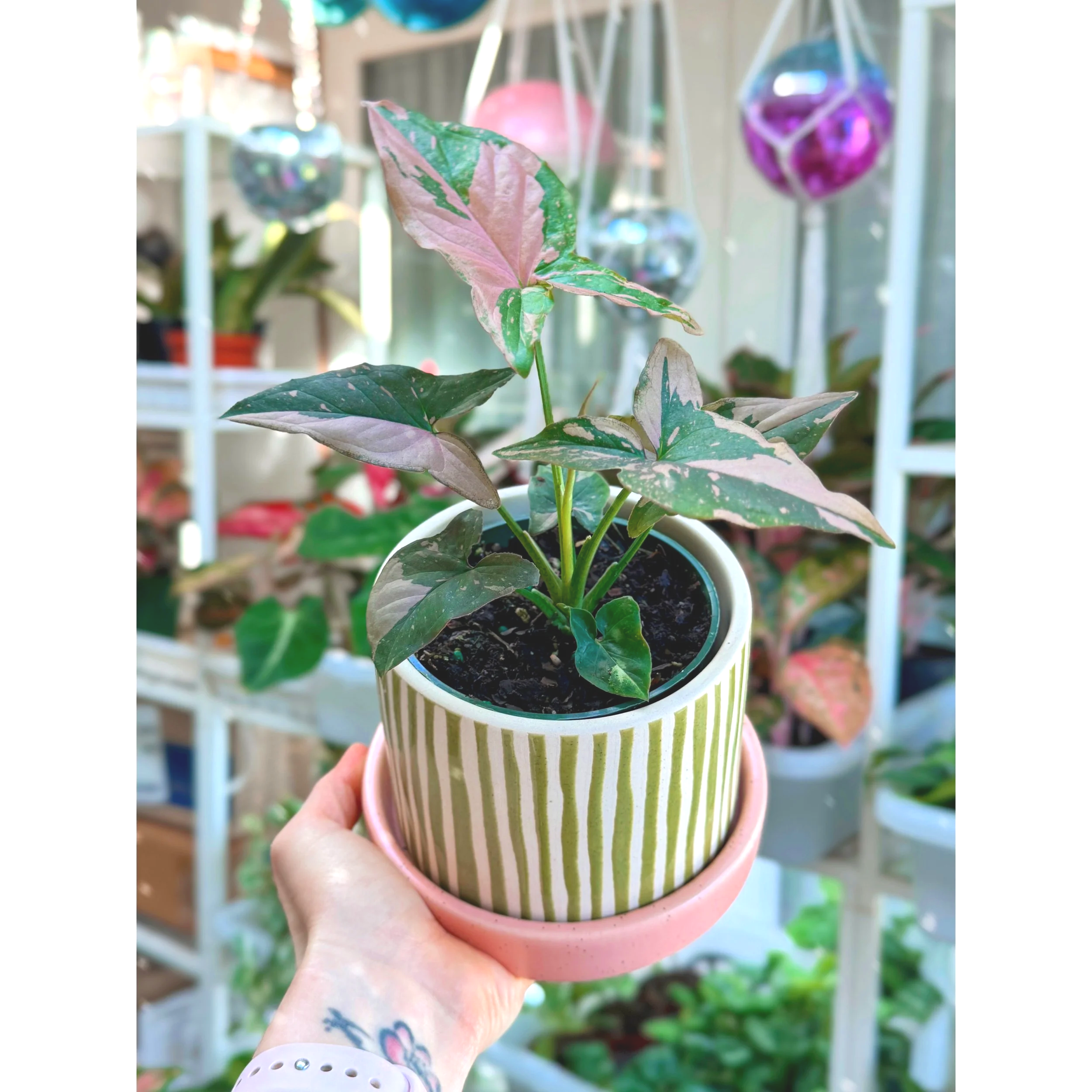 Syngonium 'Pink Splash' with Watermelon Stripe Pot