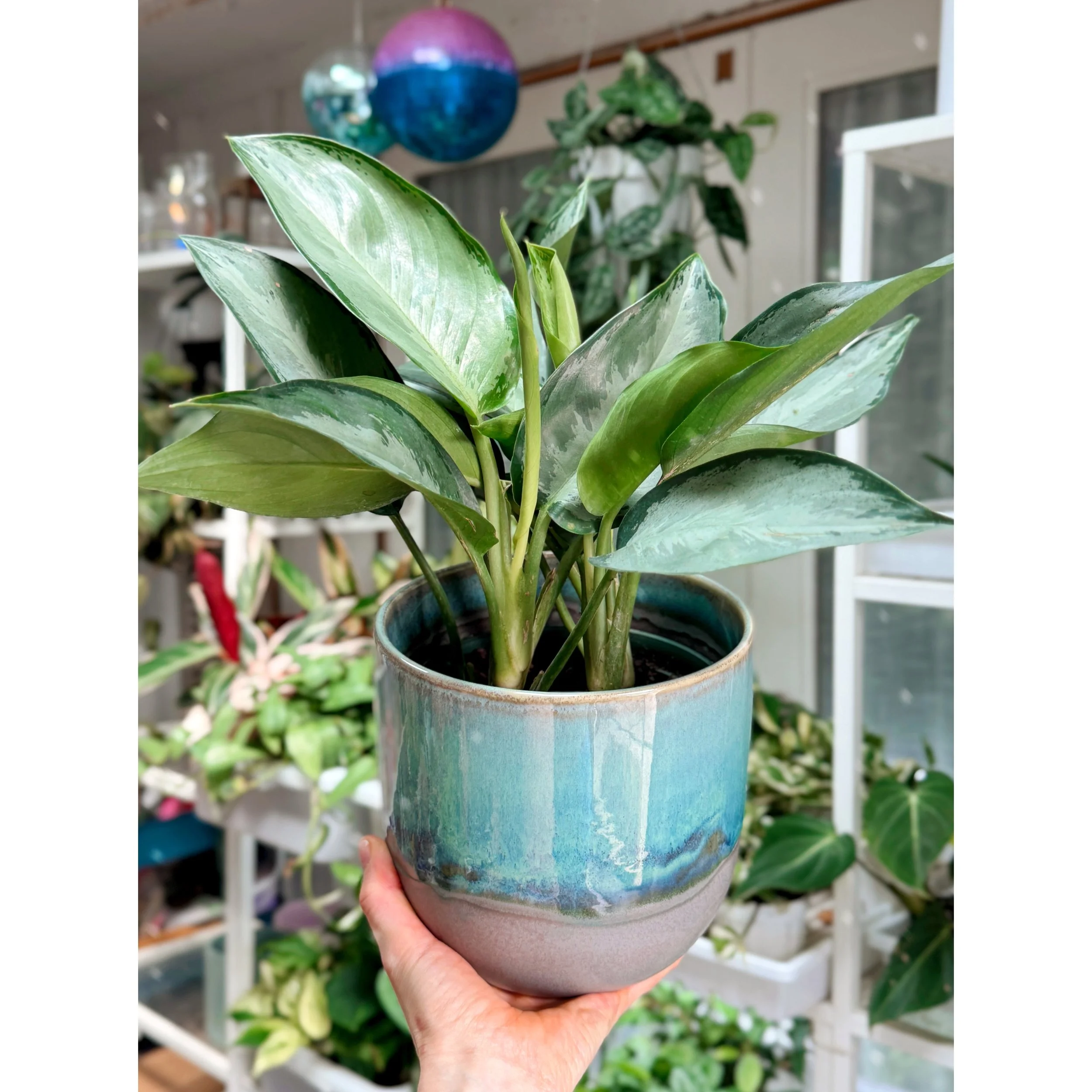 Aglaonema Hybrid 'Silverado' in Caribe Teal Glazed Pot 6"