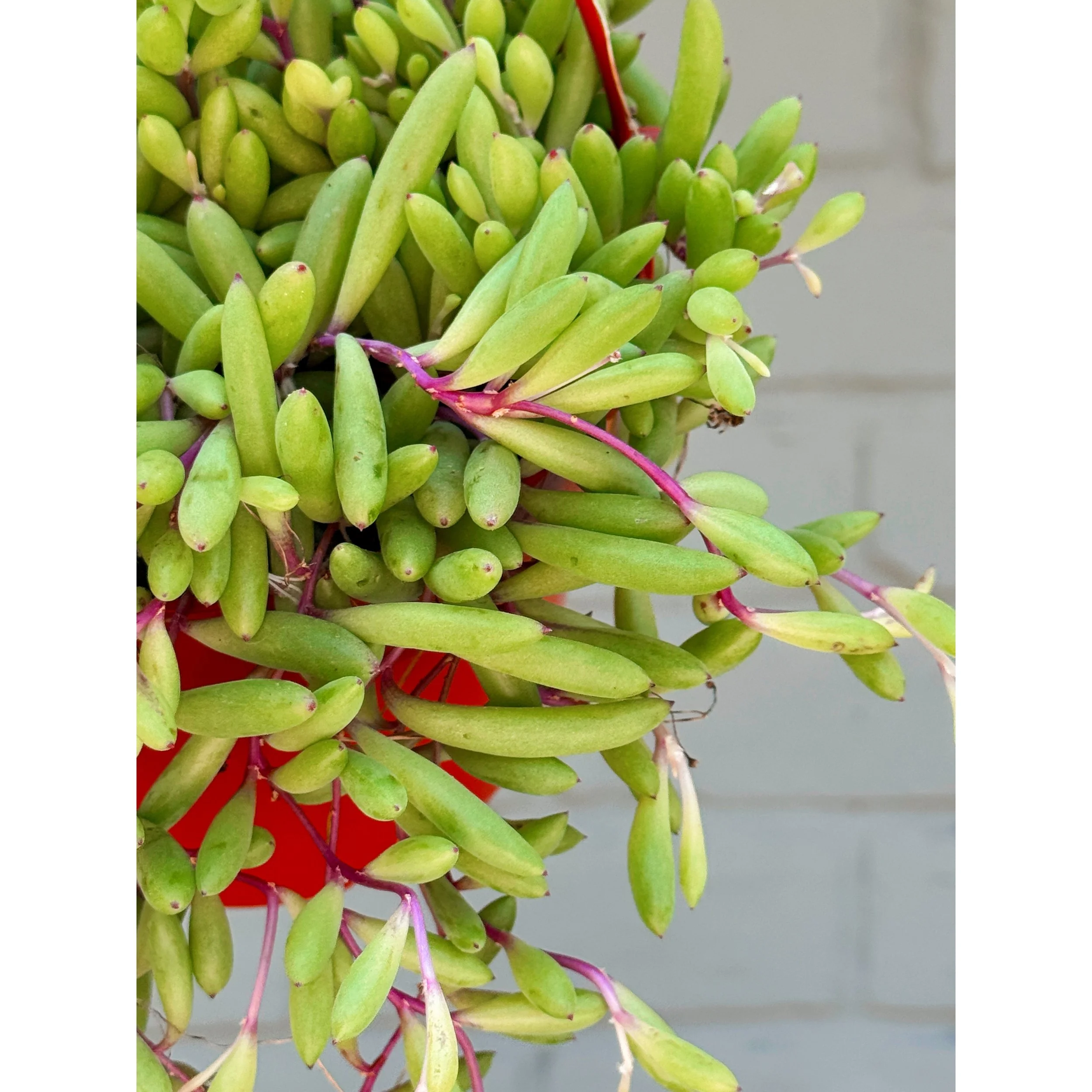 Othonna Capensis 'Ruby Necklace'