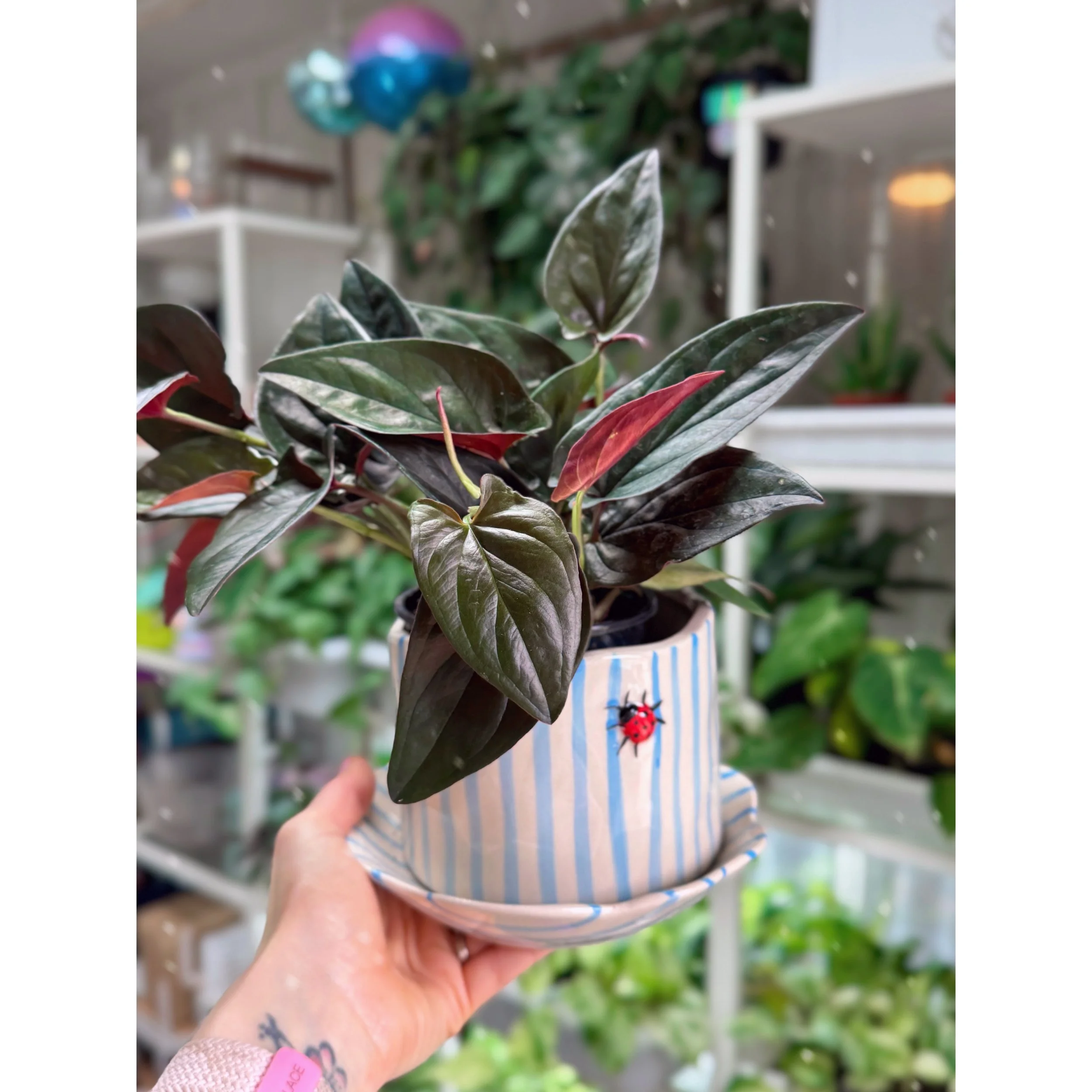 Syngonium Erythrophyllum 'Red Arrow'