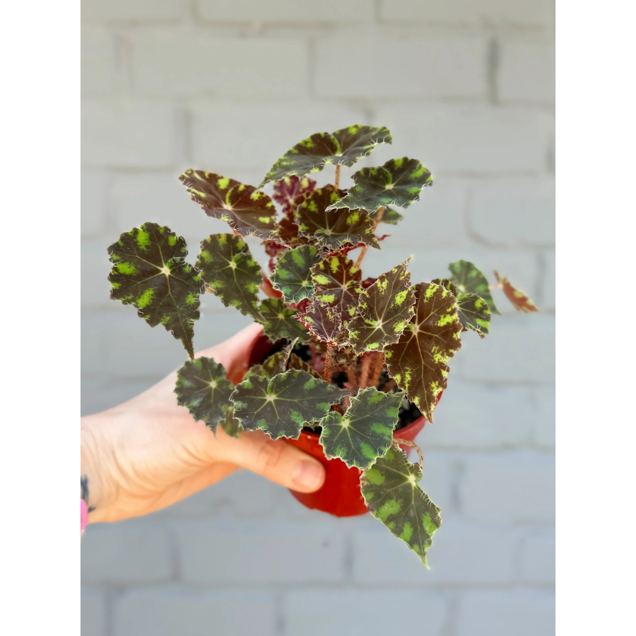 Begonia Bowerae 'Tiger Paws'