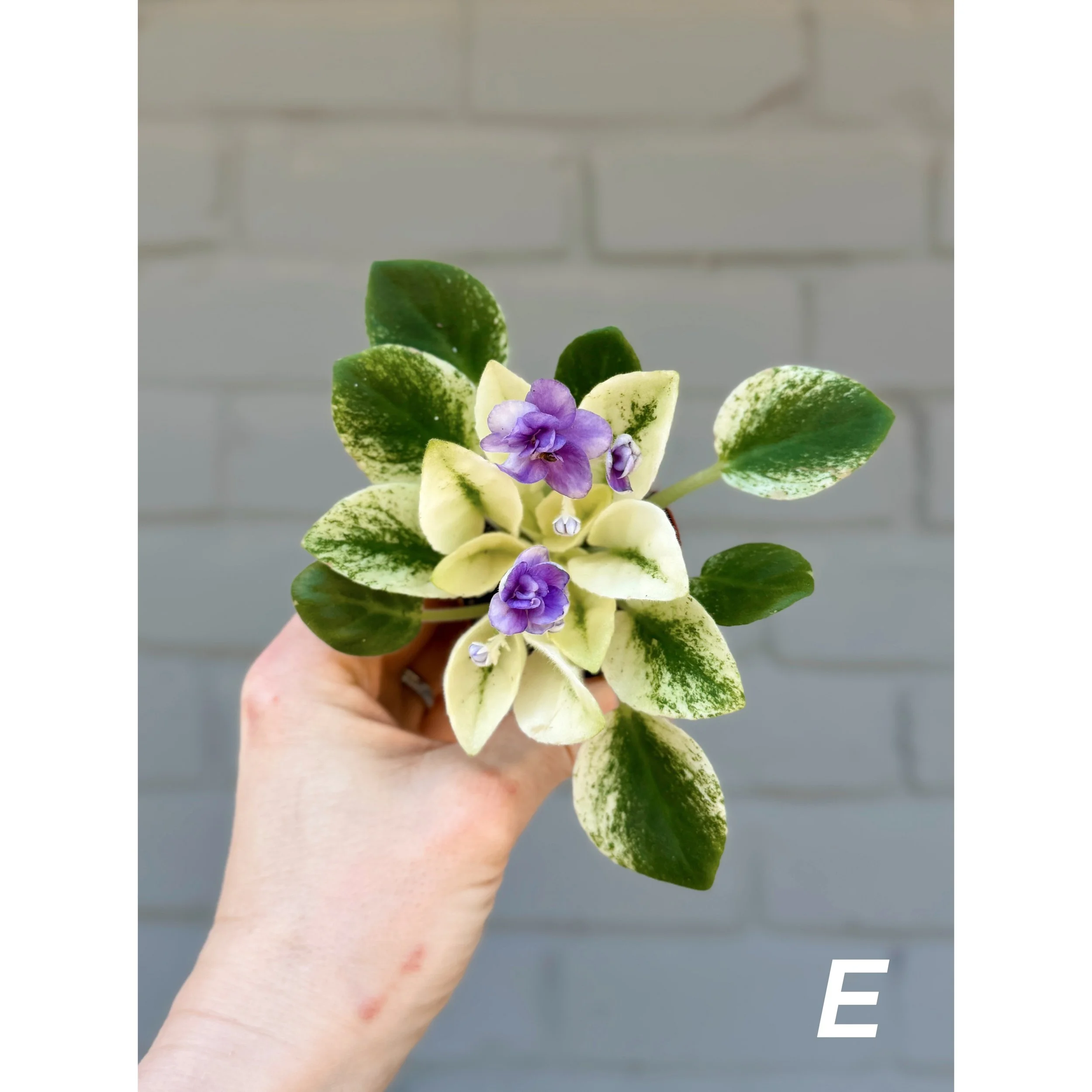 Variegated African Violets Light Purple/Blue Blooms