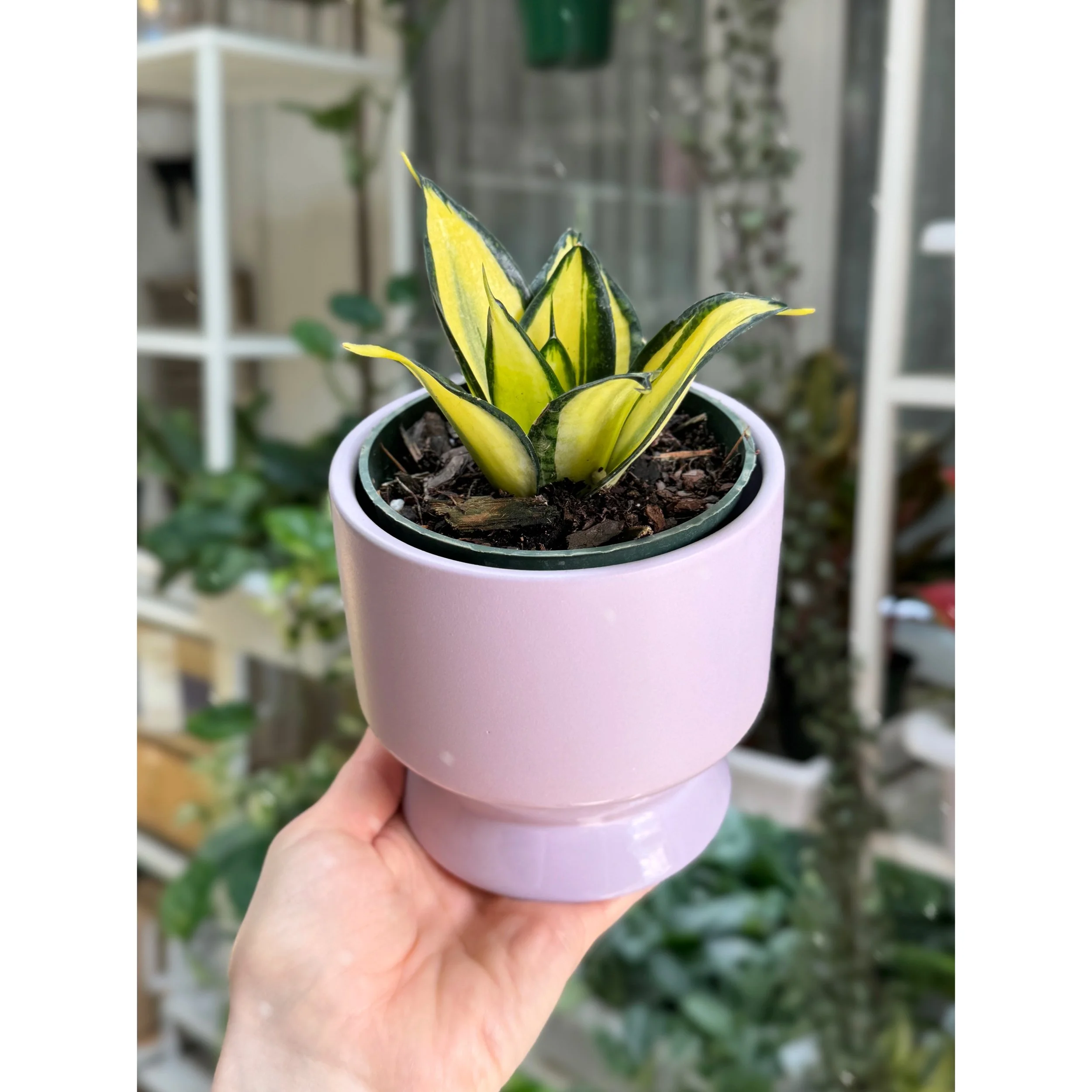 Sansevieria 'Citrine Star' in Lilac Pasadena Pot