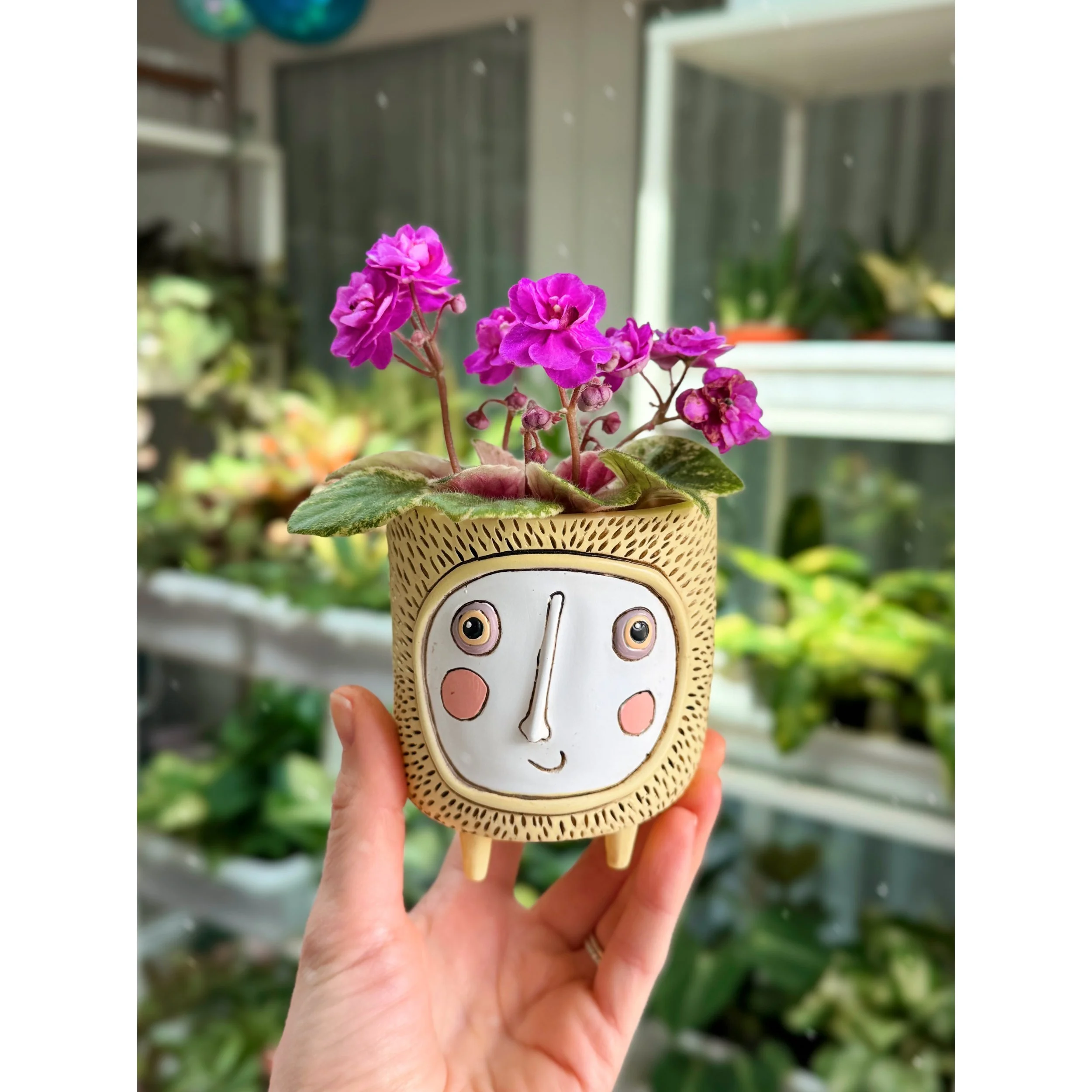 African Violet Variegated with baby sunshine planter