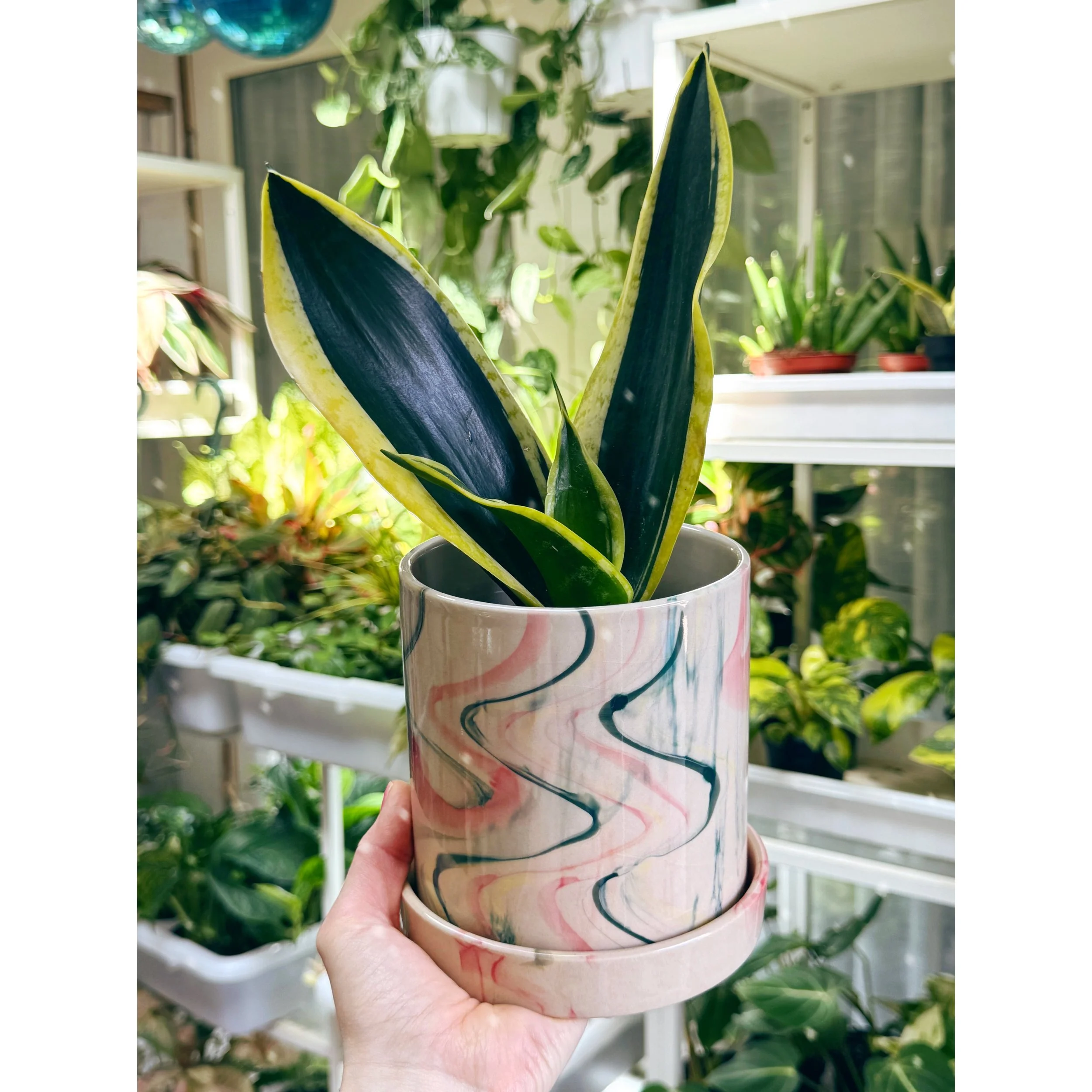 Sansevieria 'Black Gold' in Marble Swirl Pot