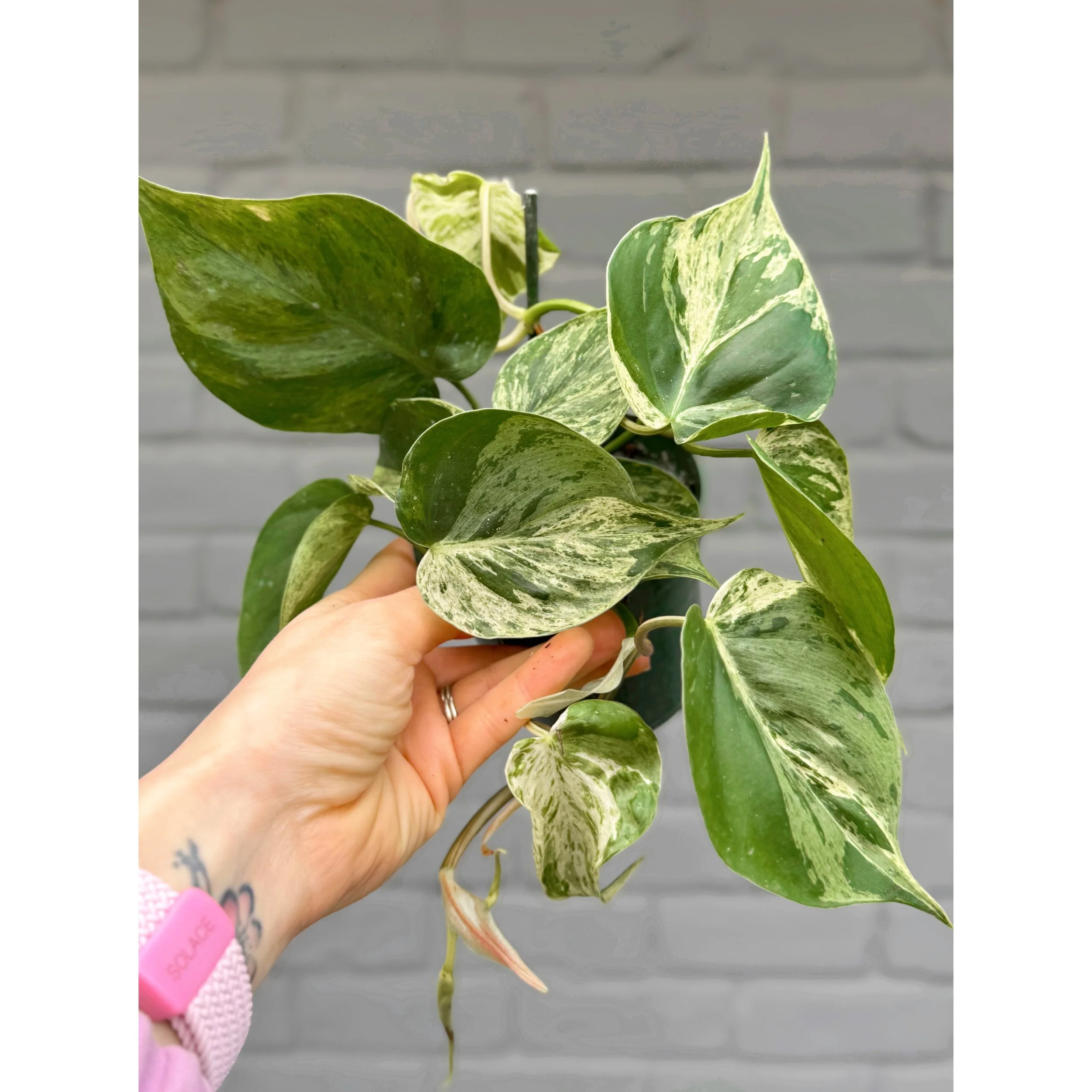 Philodendron Hederaceum Variegated Heartleaf