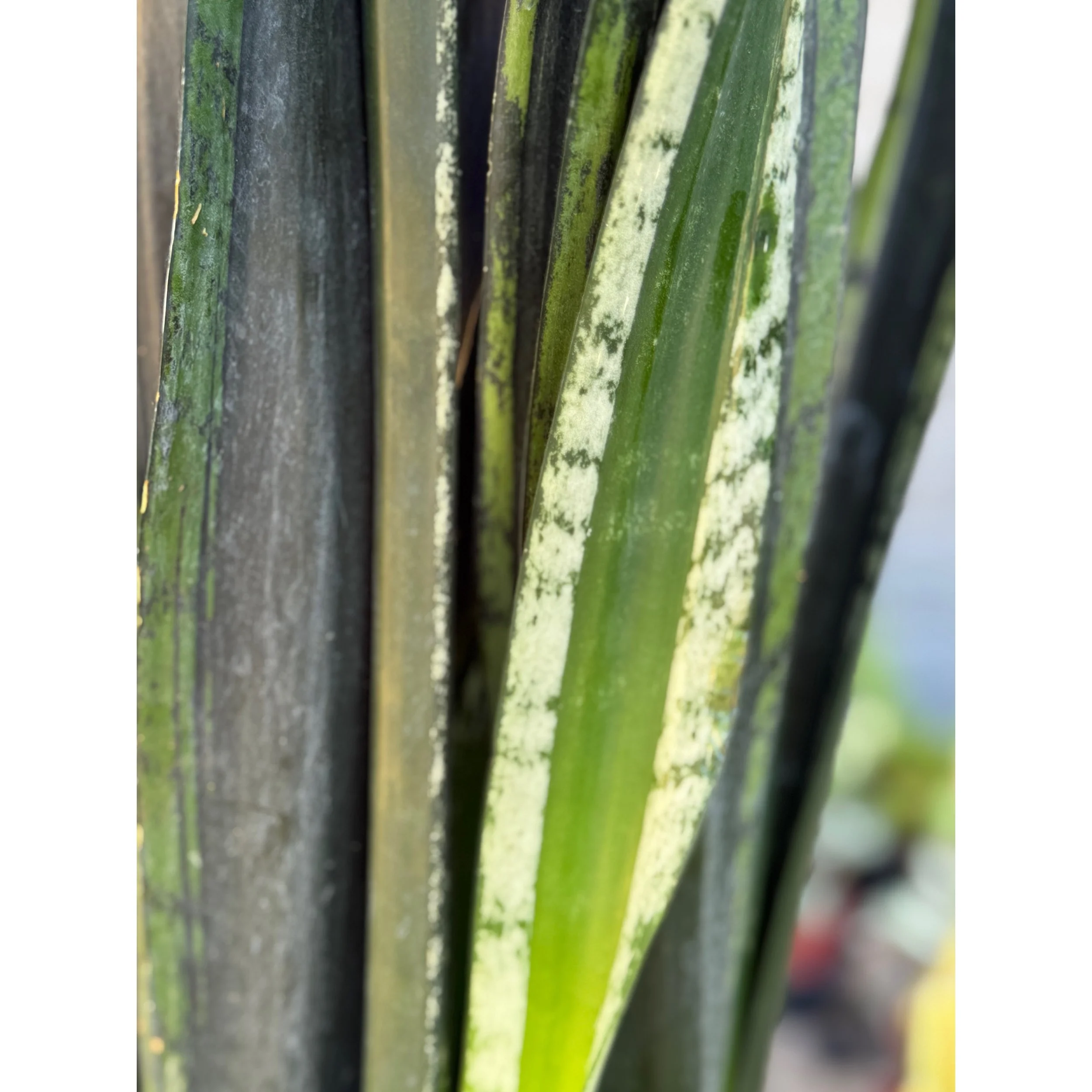Sansevieria 'Crystal Flame'