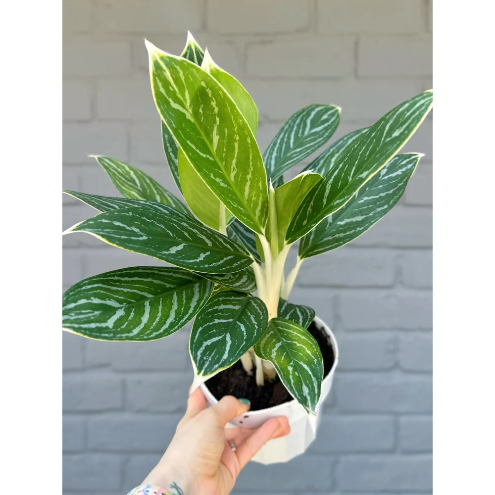 Aglaonema Hybrid 'Snow Cap' 6