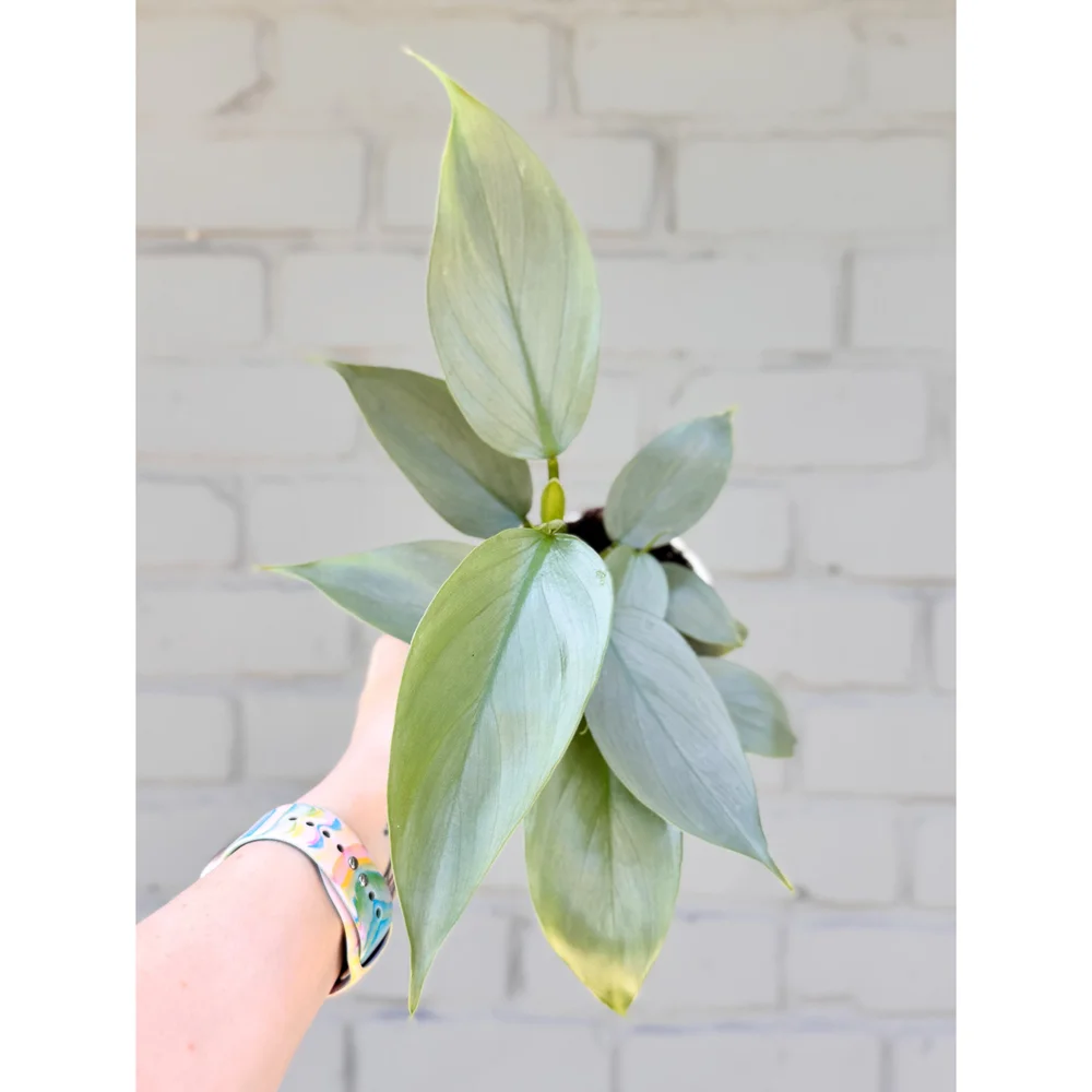 Philodendron Hastatum 'Silver Sword' 4