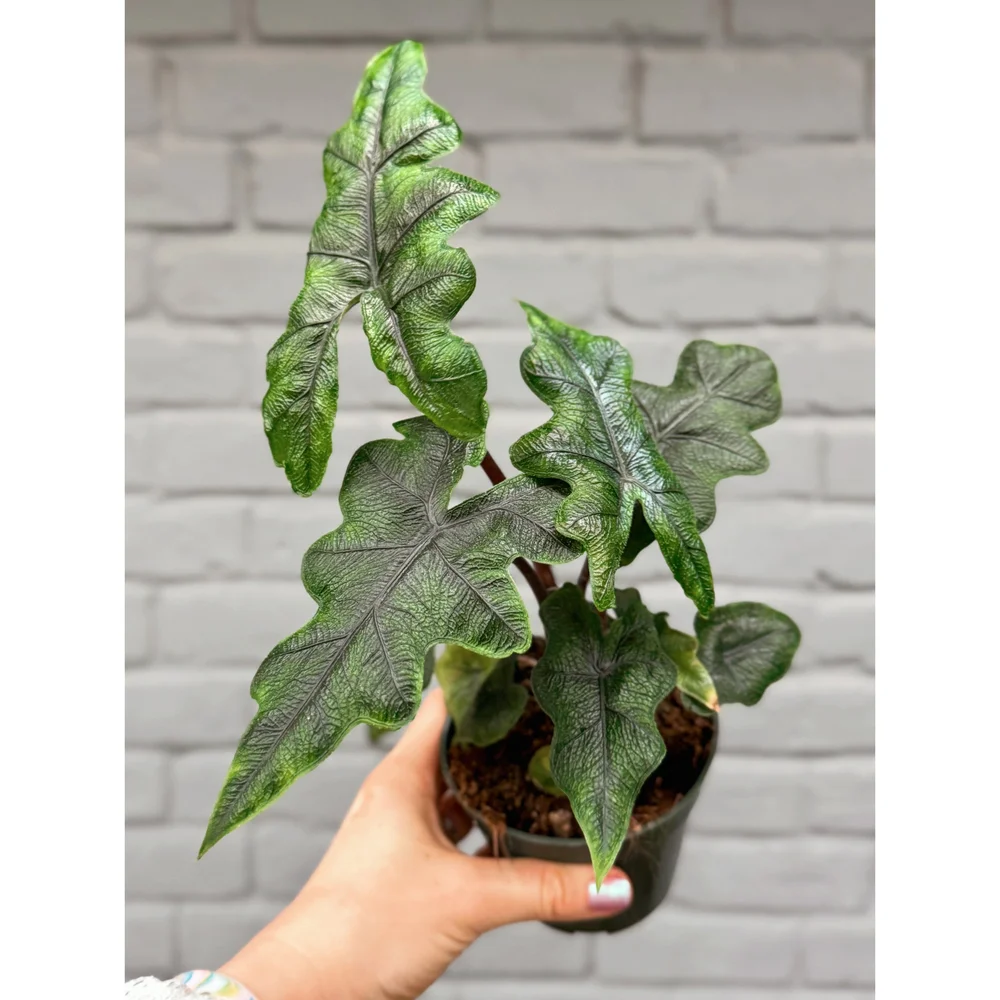 Alocasia 'Jacklyn' 4