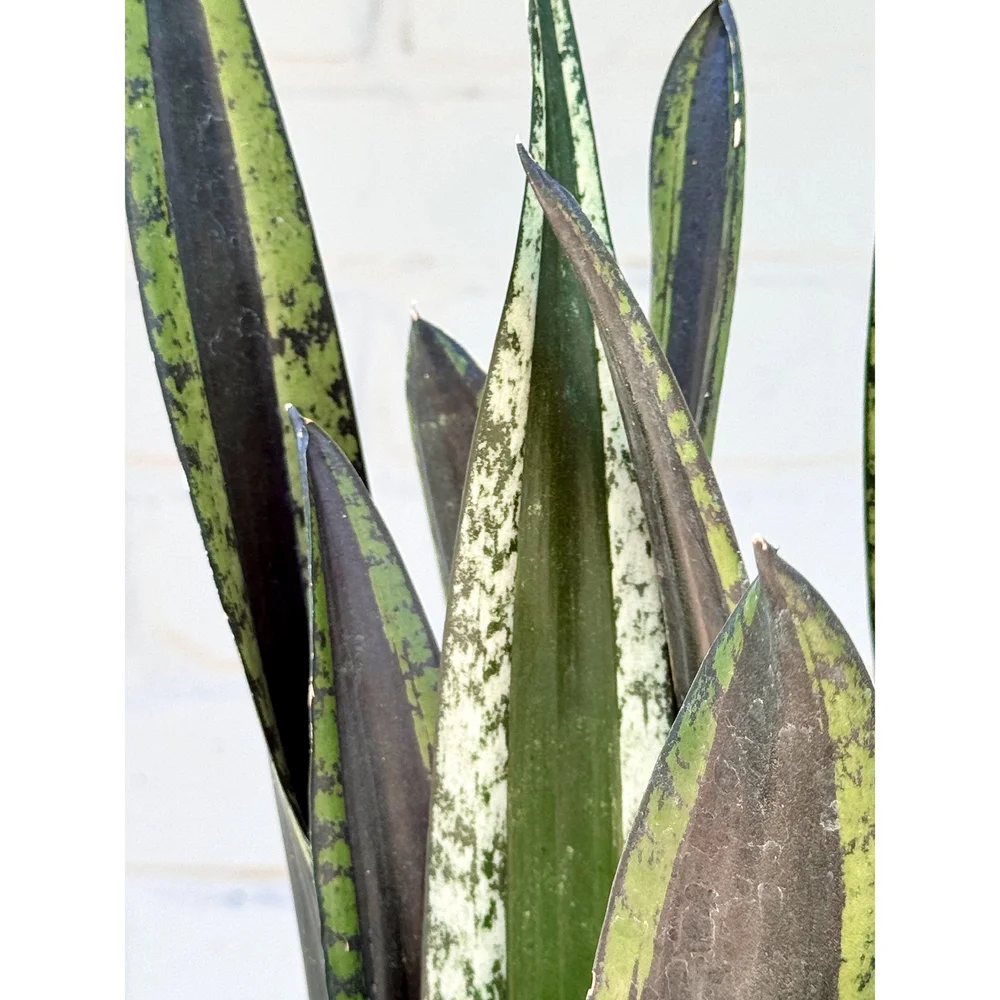 Sansevieria 'Silver Flame' 6"  Stayin' Alive Succulents