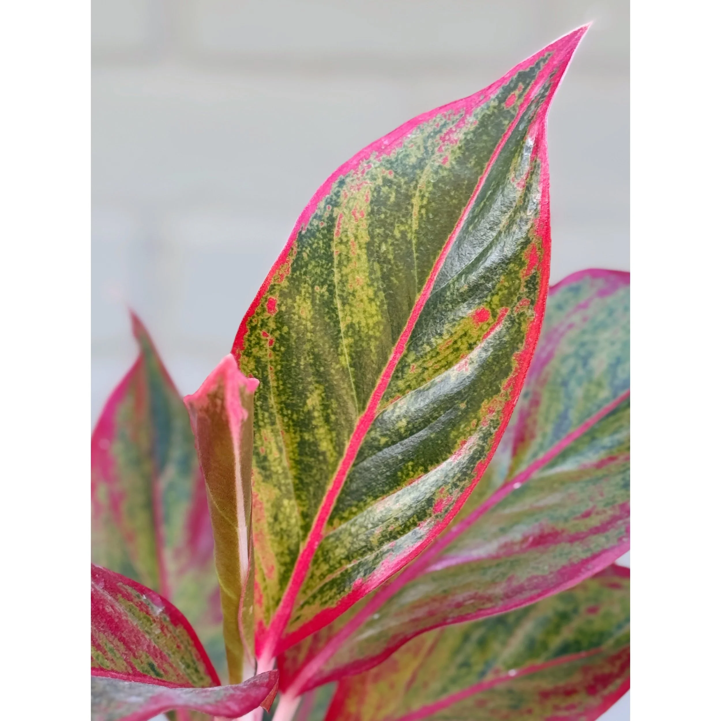 Aglaonema Hybrid 'Red Creta'