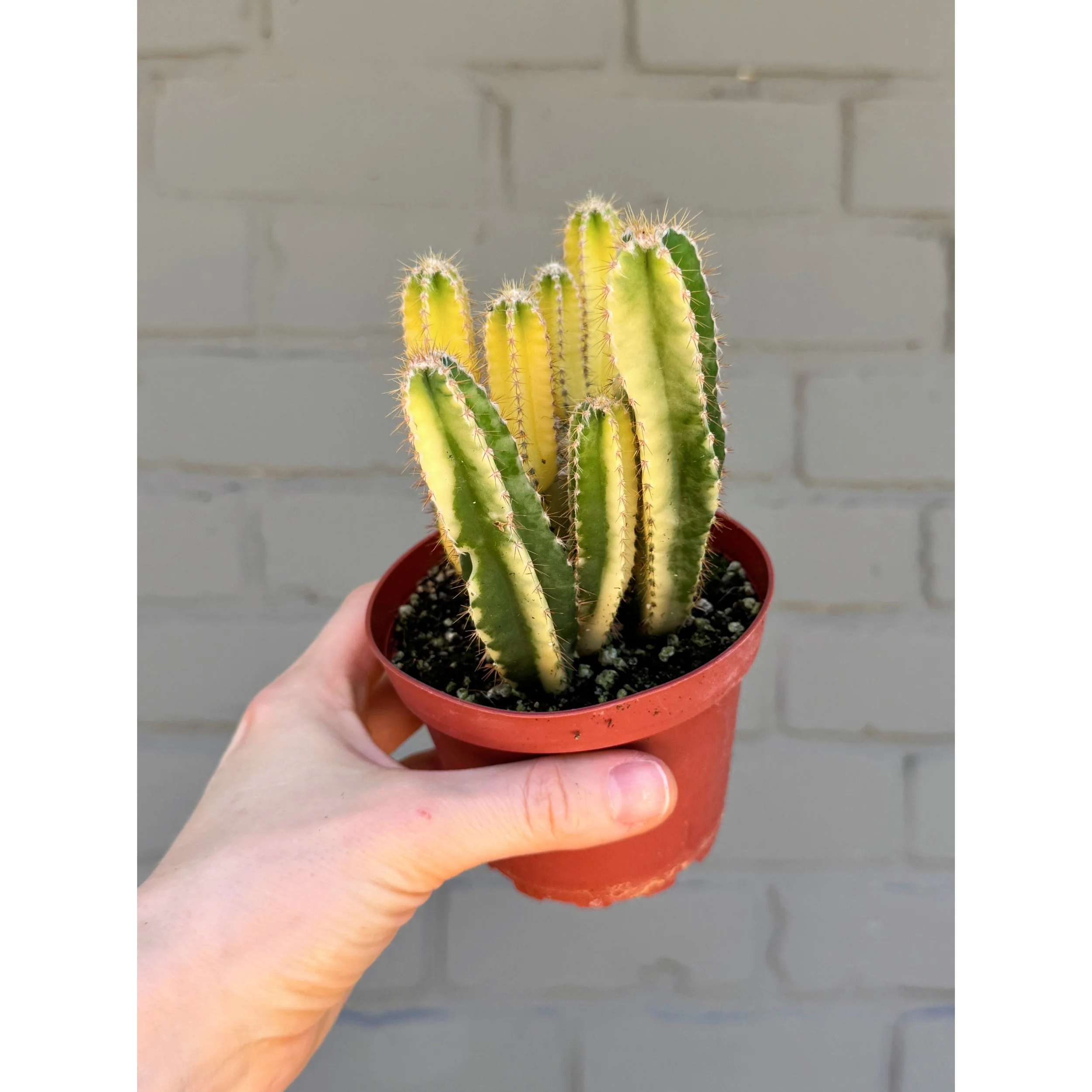 Variegated Fairy Castle Cactus- Acanthocereus Tetragonus 'Aurea' 4"