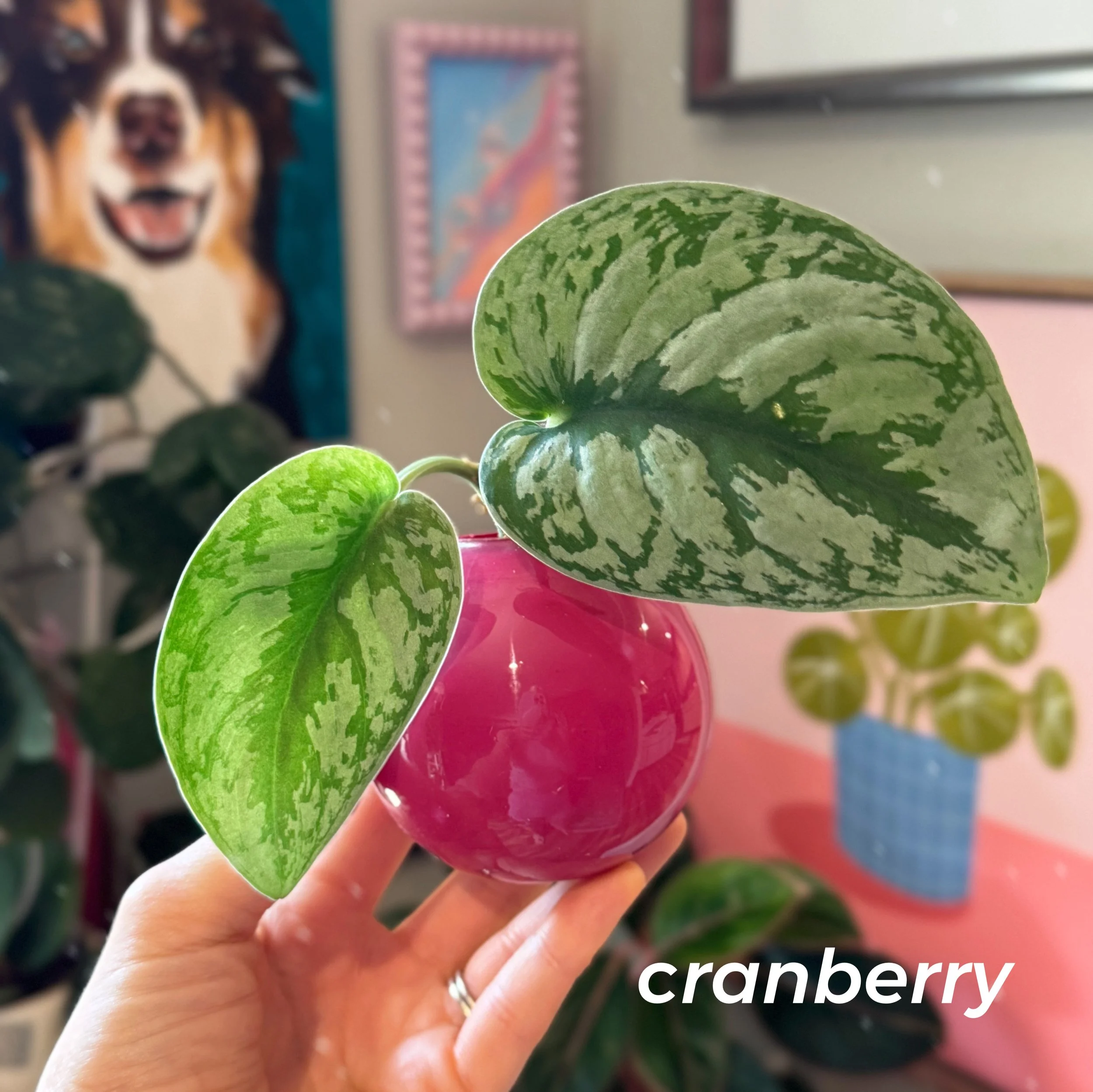 Propagation Ball Vases - Cranberry
