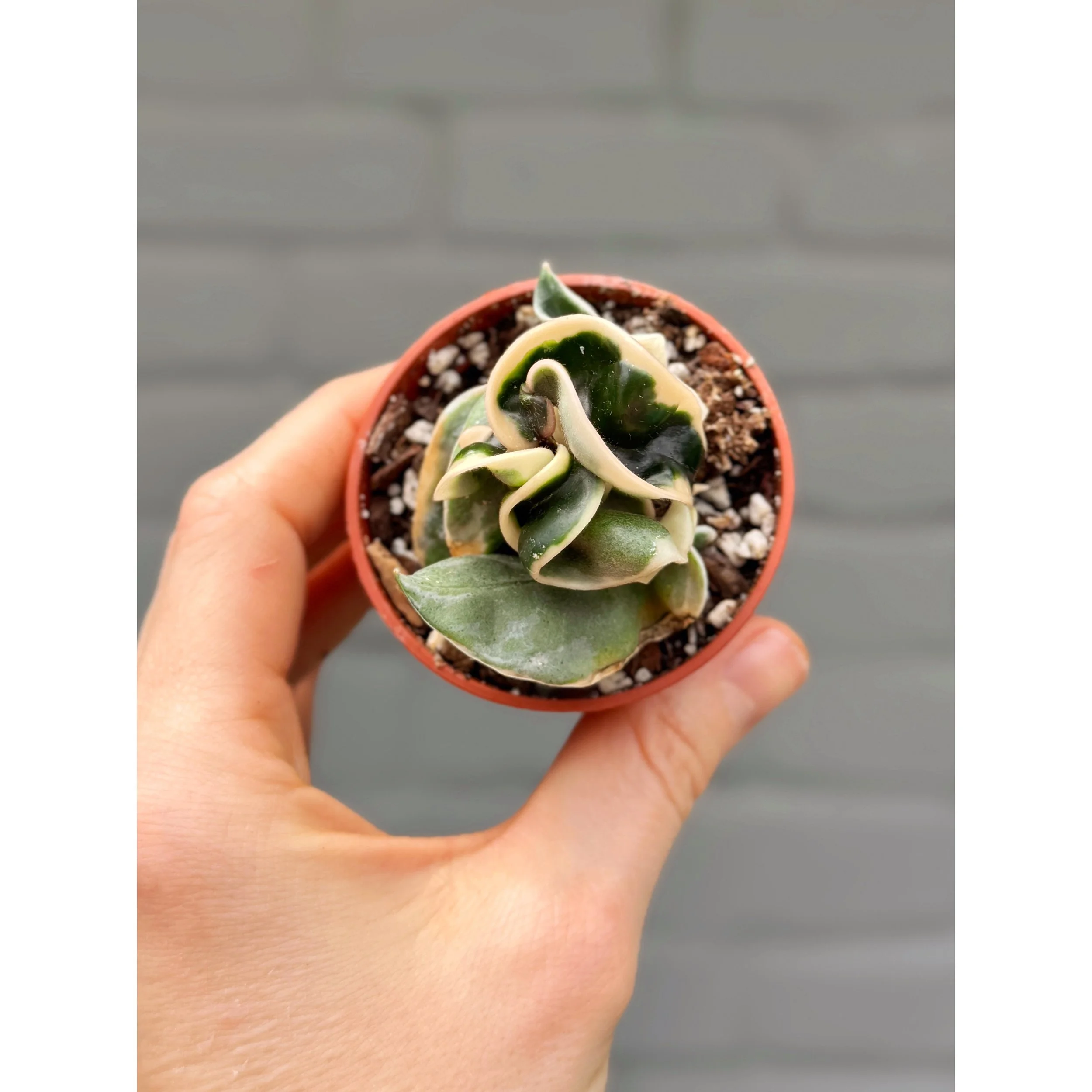 Hoya Carnosa Compacta Variegated 'Hindu Rope'