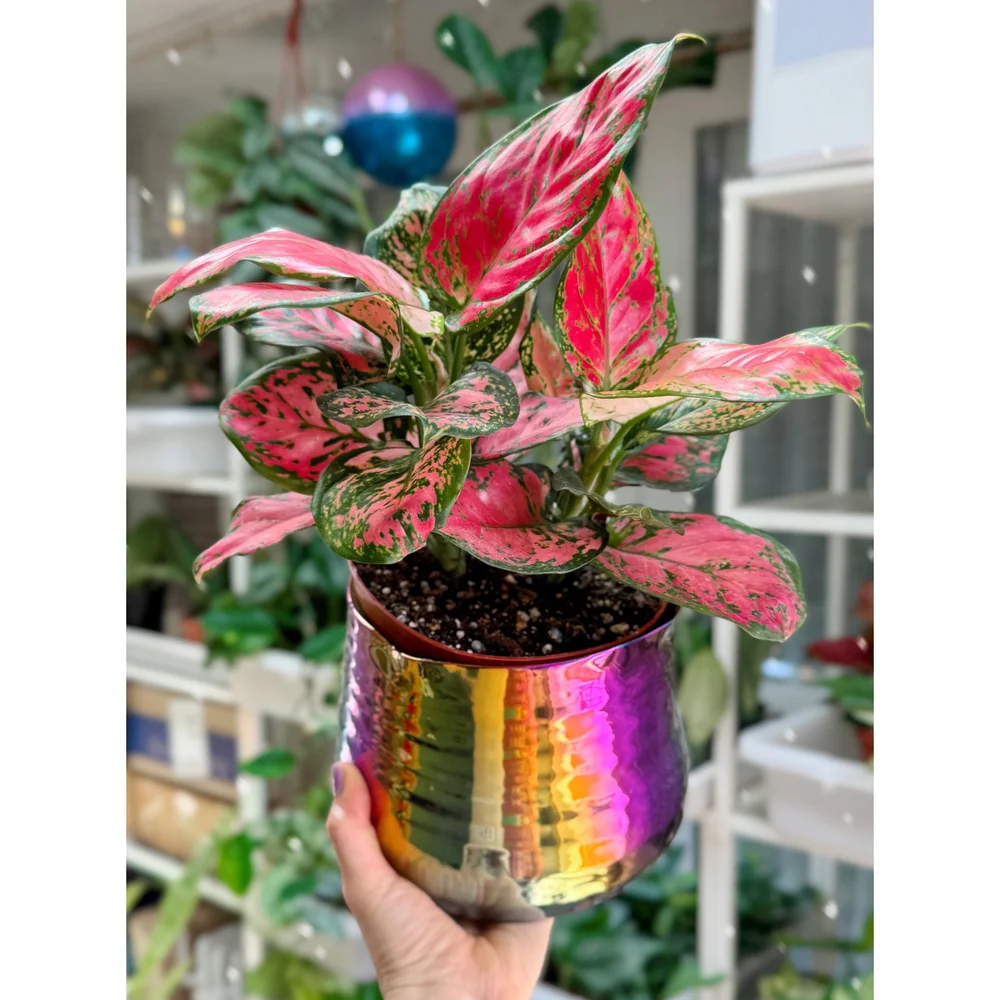 Aglaonema Pink 'Lady Valentine' 6