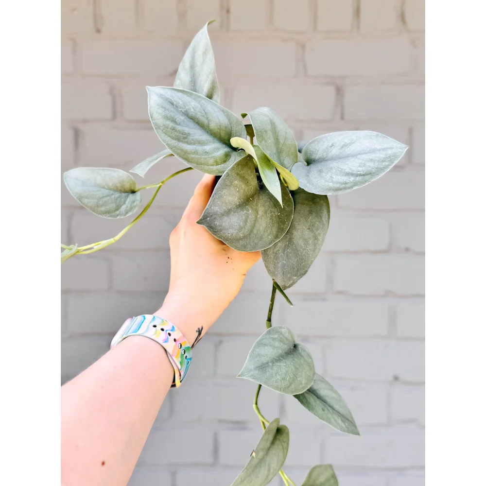 Scindapsus Pictus 'Platinum' 4