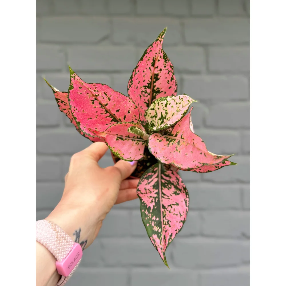 蜂蜜ぷりんAglaonema pangkawatee Aglaonema Hybrid 'Triphet' (Tri-Diamond) 4