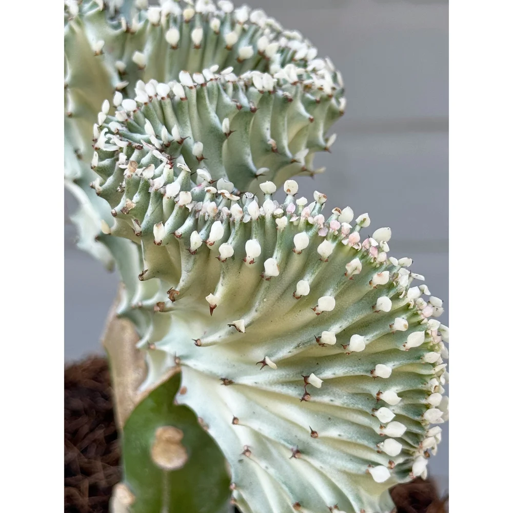 Grafted Coral Cactus 'Mermaid Tail' PINK 6"  Stayin' Alive Succulents