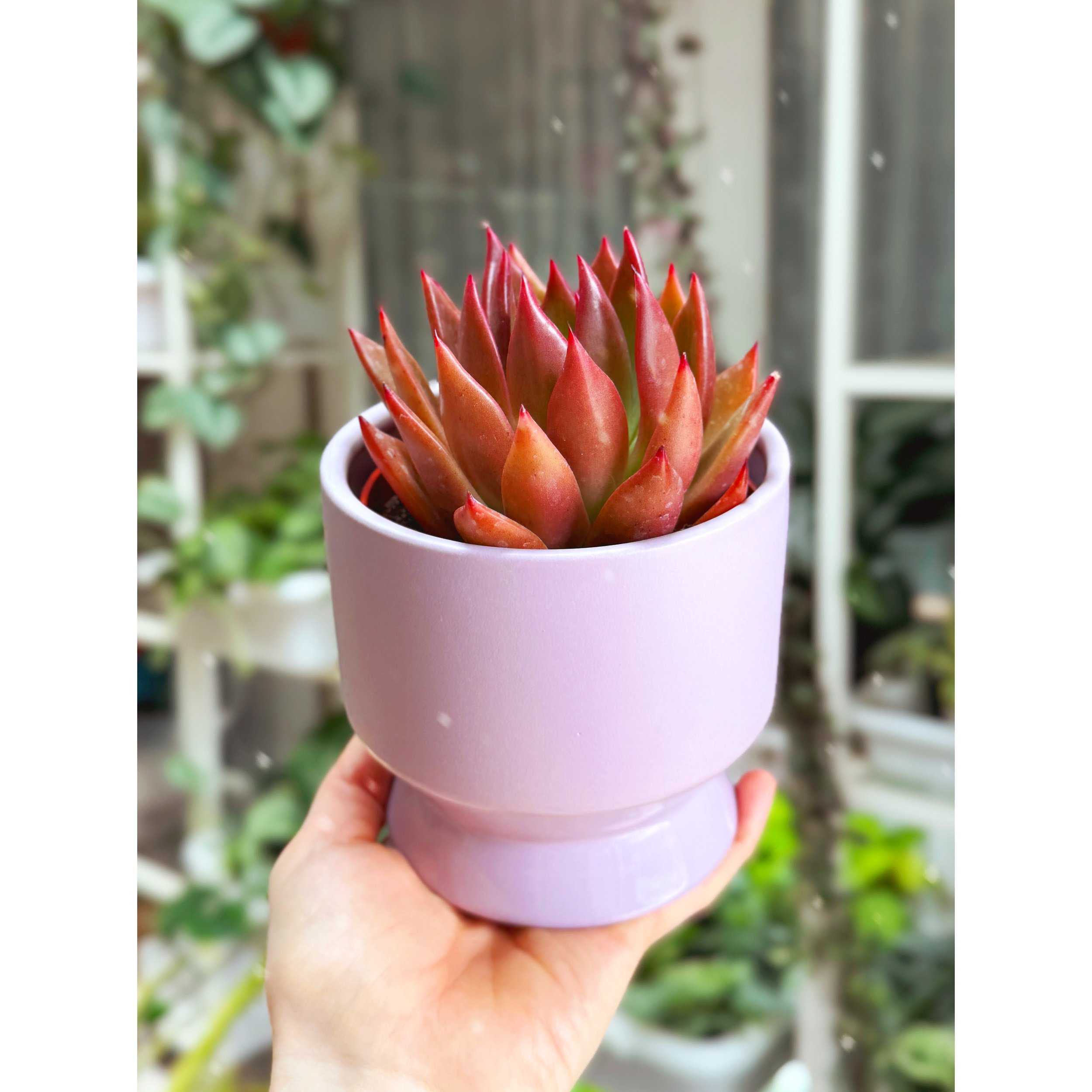 Echeveria Agavoides Red, Green Bronze in Lilac Pasadena Pot
