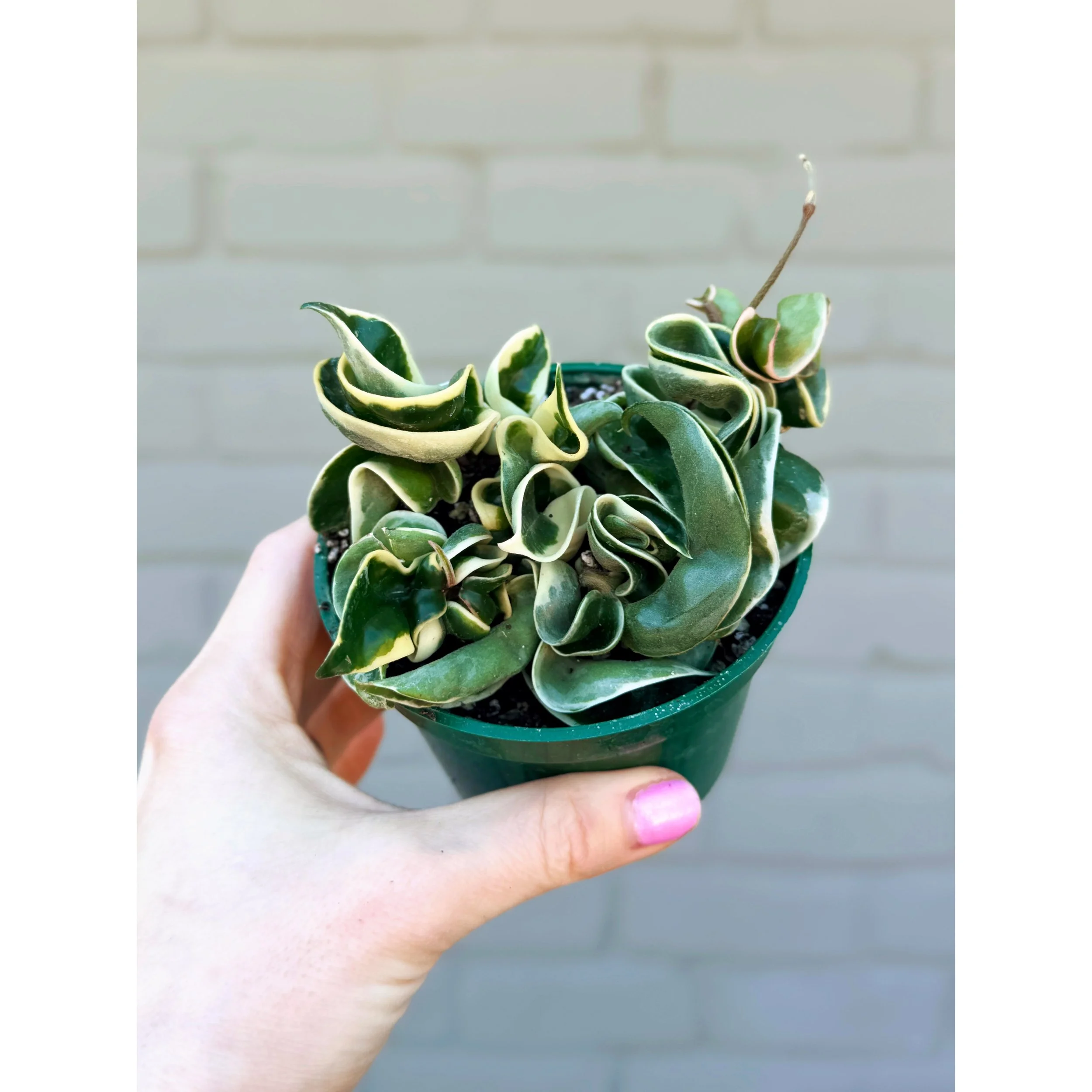 Hoya Carnosa Compacta 'Variegated Hindu Rope' 4"