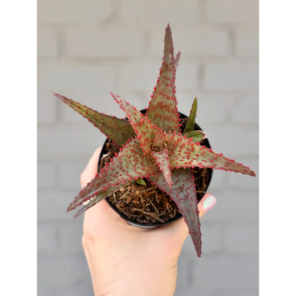 Aloe Hybrid 'AJR' 3.5