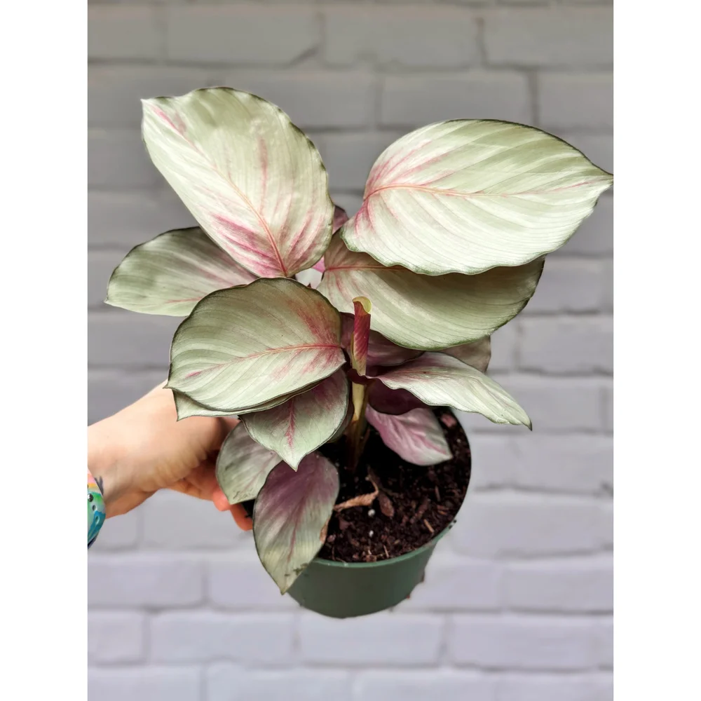 Calathea Silver Plate/Pink Aurora 6"  Stayin' Alive Succulents