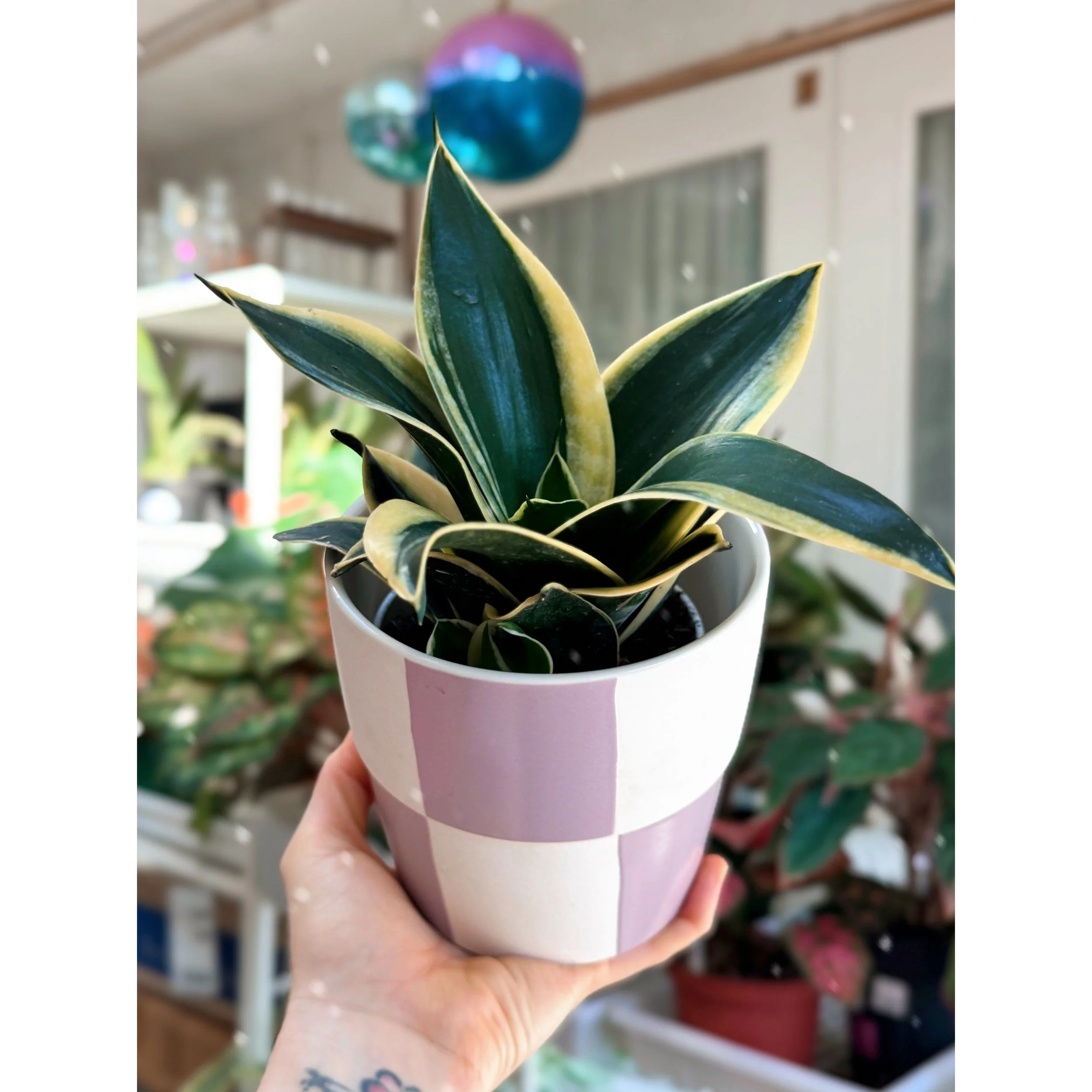 Sansevieria Hahnii ‘Black Star’ in Lilac Check Pot
