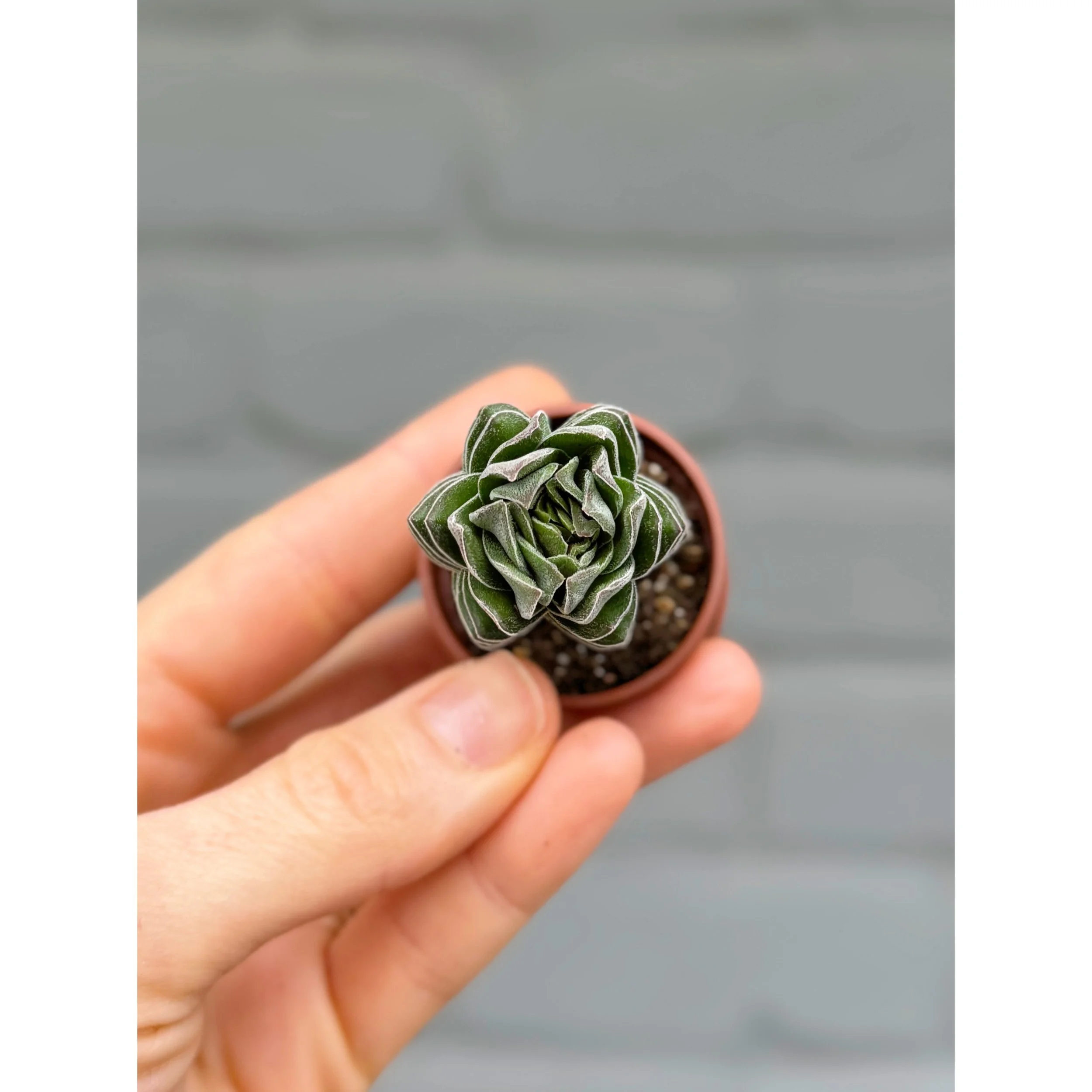 Crassula 'Buddha's Temple'