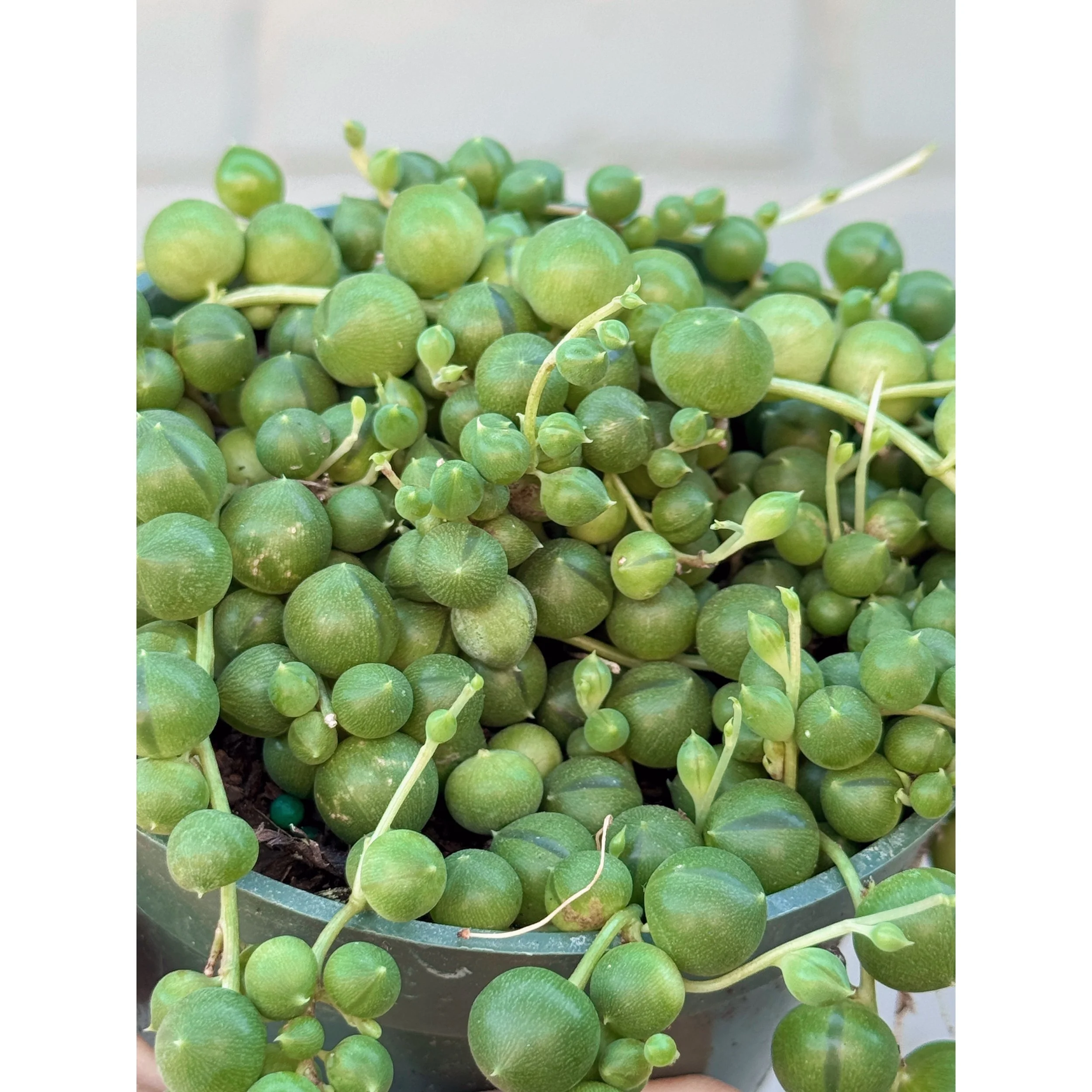 Senecio Rowleyanus 'String of Pearls'