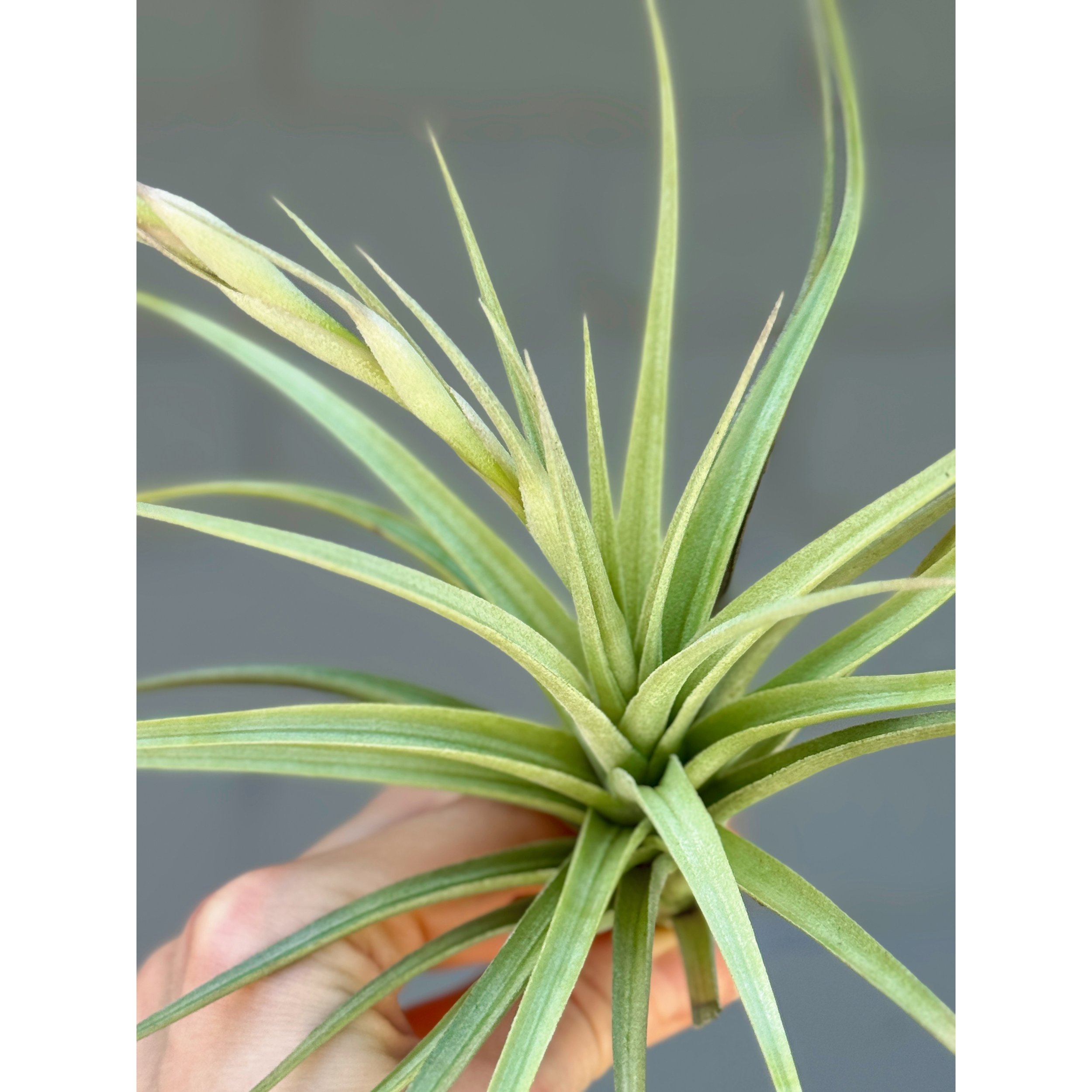 Tillandsia Stricta Hybrid - Pink Blooms (Air Plant)