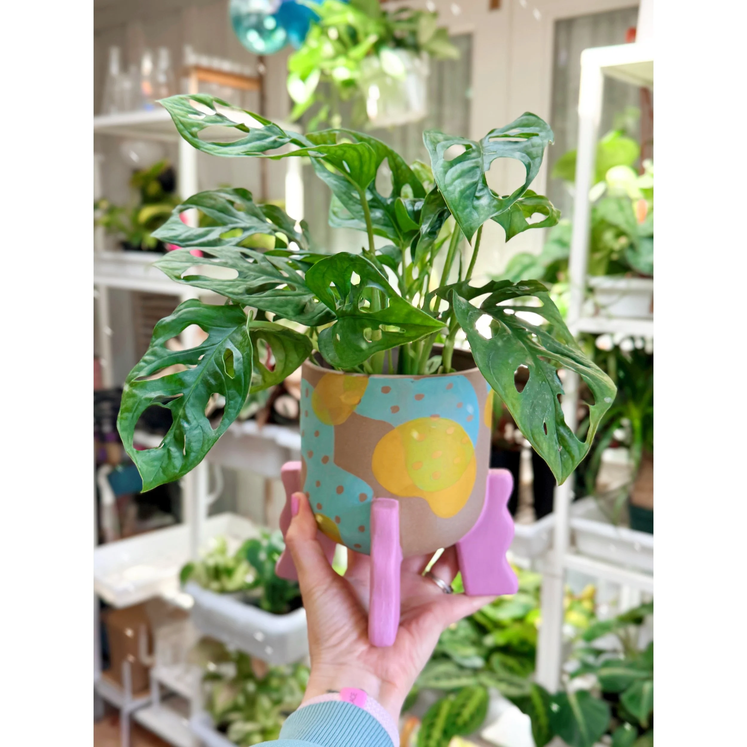 Monstera Adansonii (Wide Form) 'Swiss Cheese' with Clementine Footed Planter