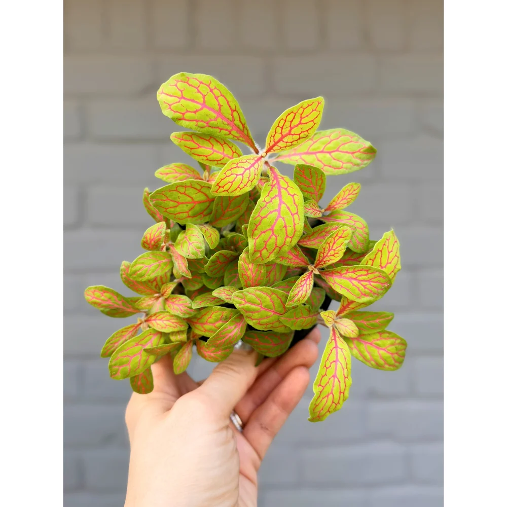 Fittonia Albivenis 'Mosaic Skeleton'  Stayin' Alive Succulents