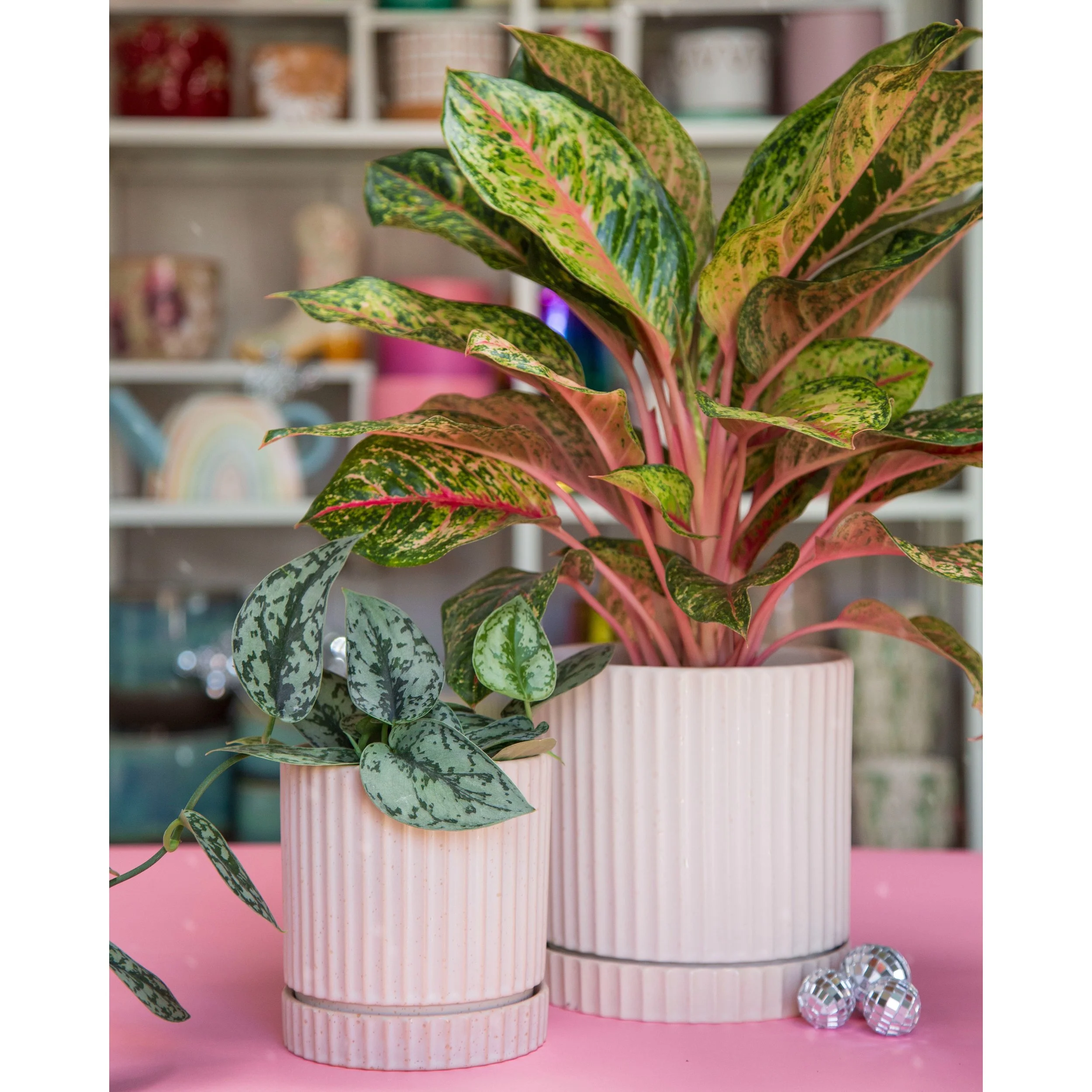 Los Feliz Cream Planters with Saucer 4" and 6"