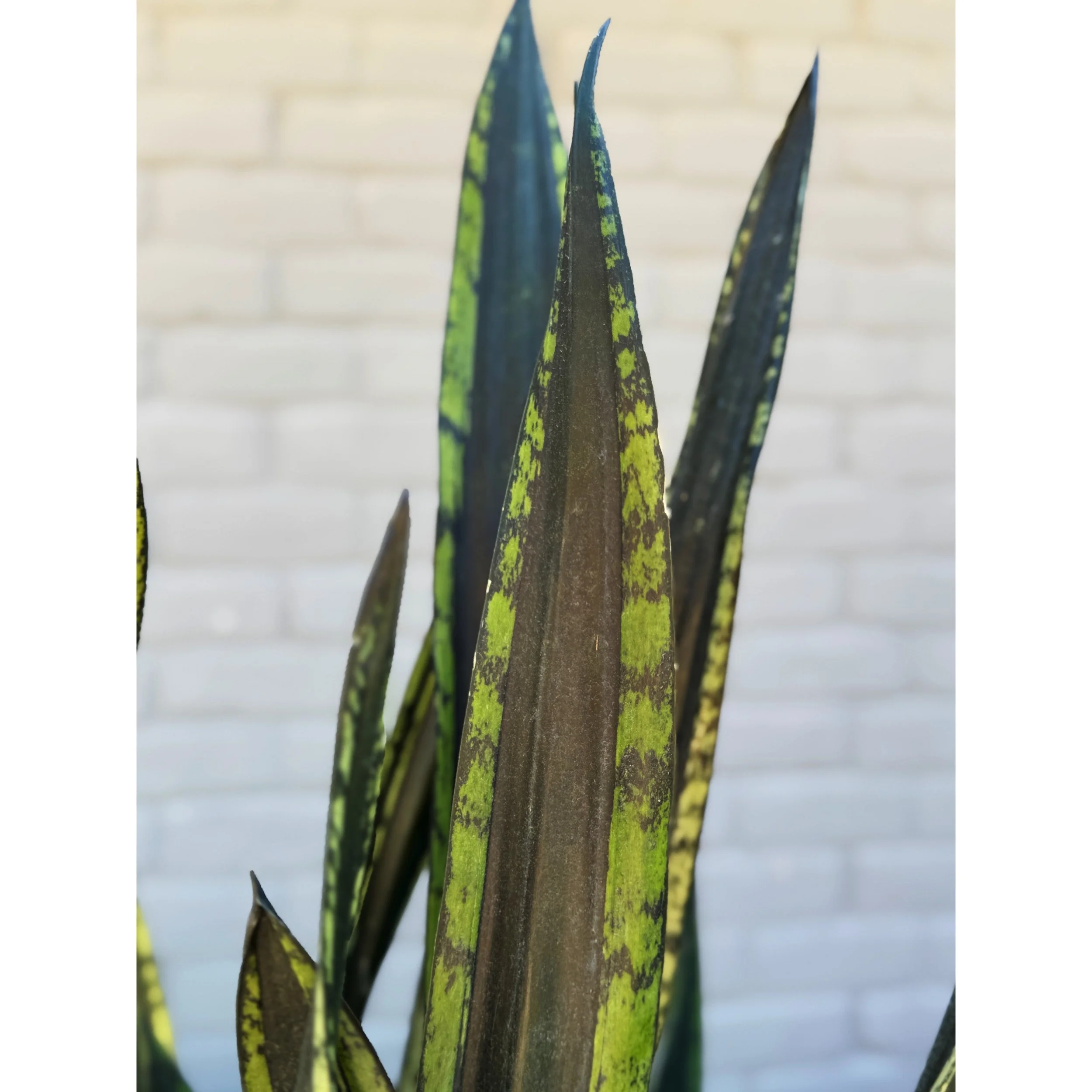 Sansevieria 'Crystal Flame'