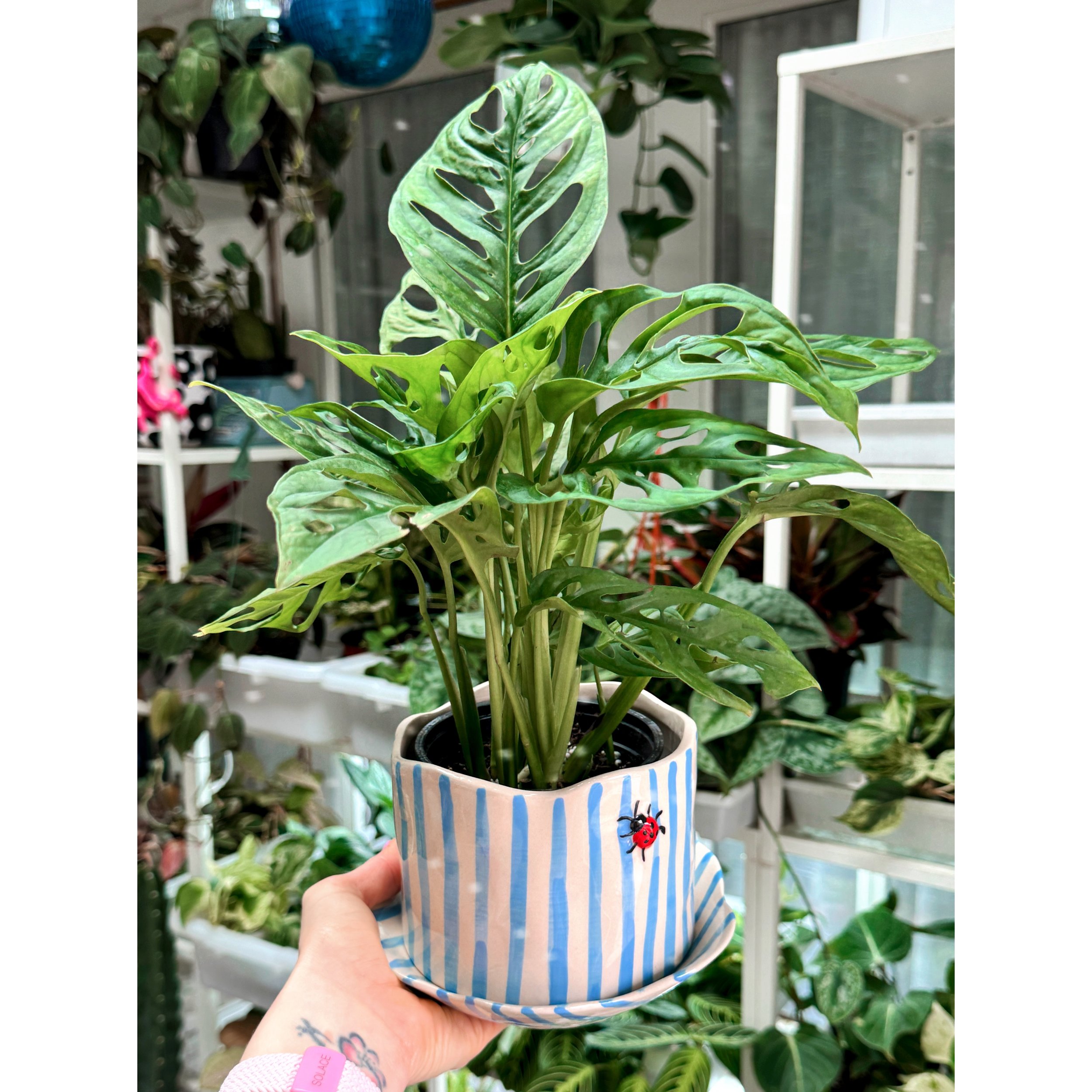 Monstera Adansonii (Wide Form) 'Swiss Cheese' with Ladybug Pot