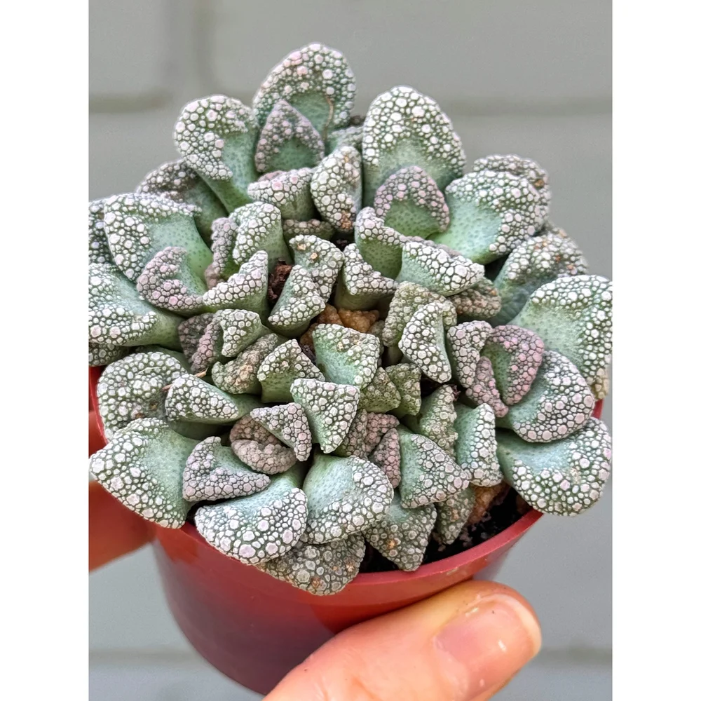 棘.PLANTS 棘.PLANTS Triangle Garden Arch Trellis for Climbing Plants - Overstock