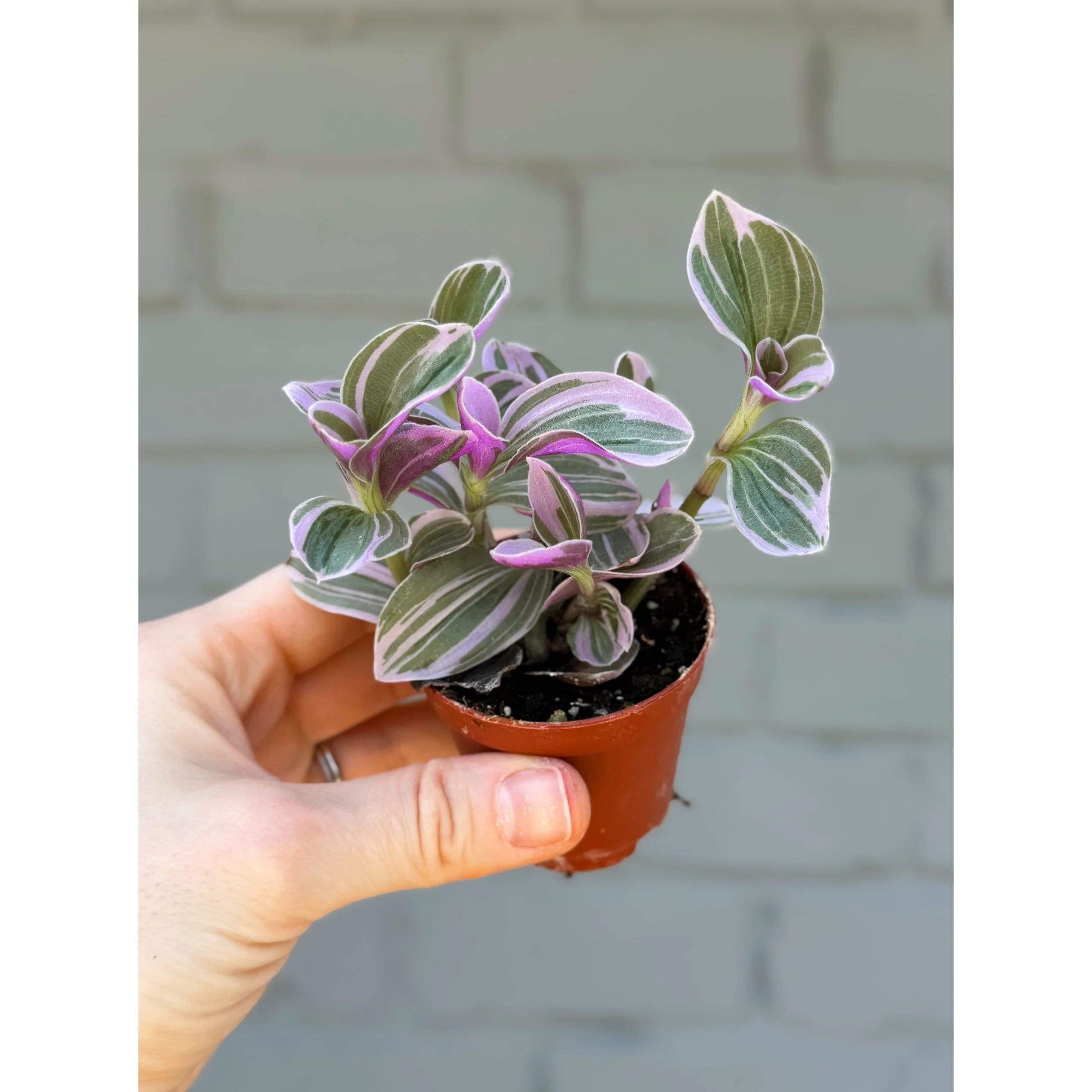 Tradescantia Nanouk 'Bubblegum Lilac'