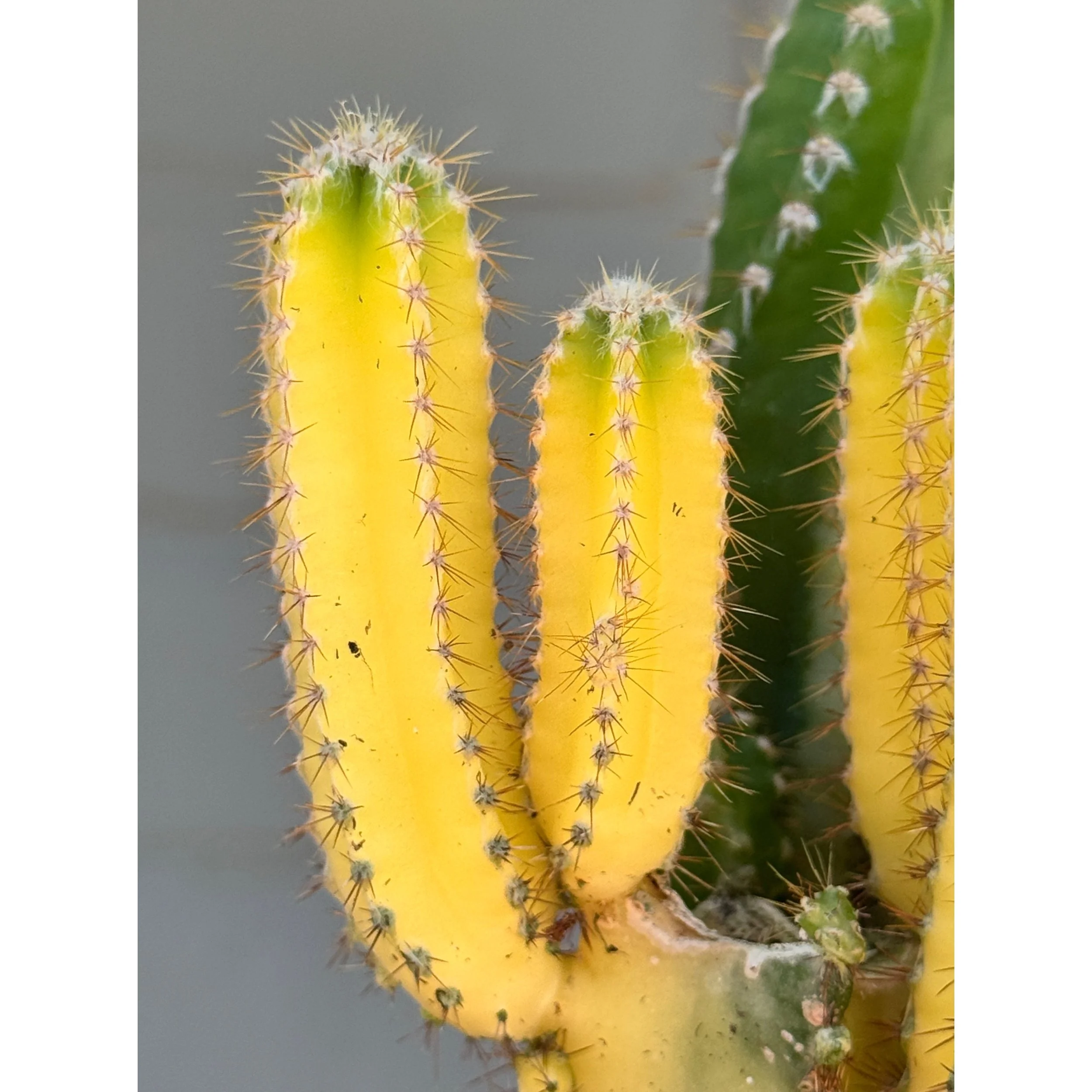Variegated Fairy Castle Cactus- Acanthocereus Tetragonus 'Aurea'