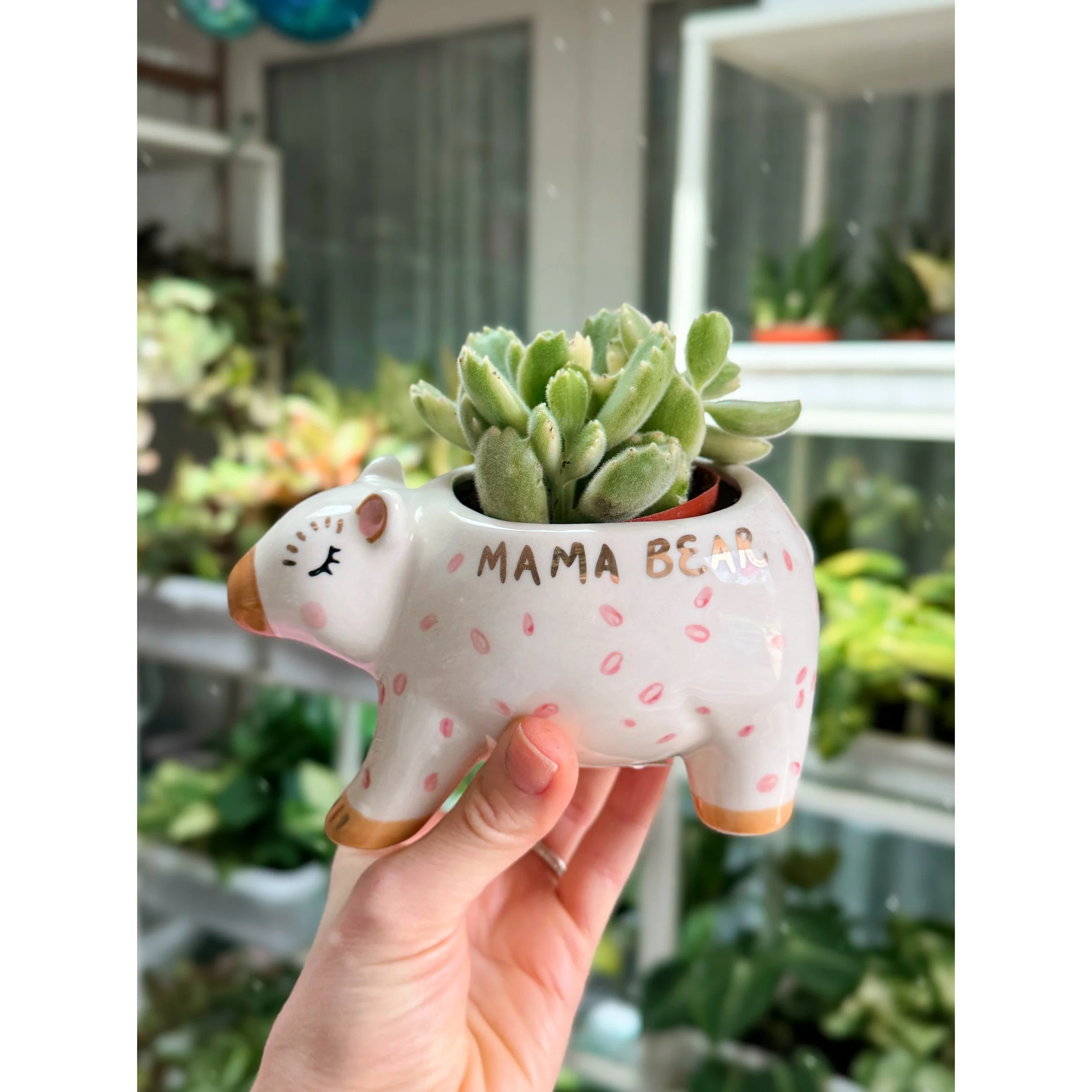 Cotyledon Tomentosa Variegated 'Bear Paw' with Mama Bear planter