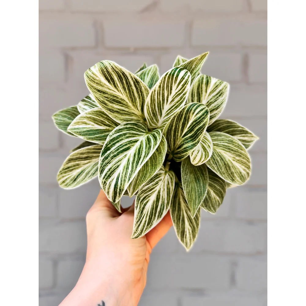 global green pothos care Epipremnum 'Global Green'