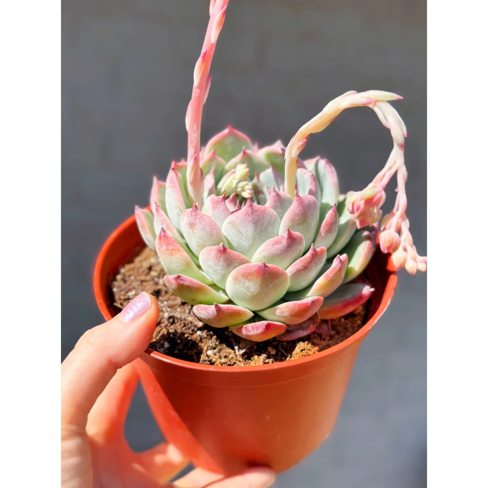 Echeveria Colorata 6