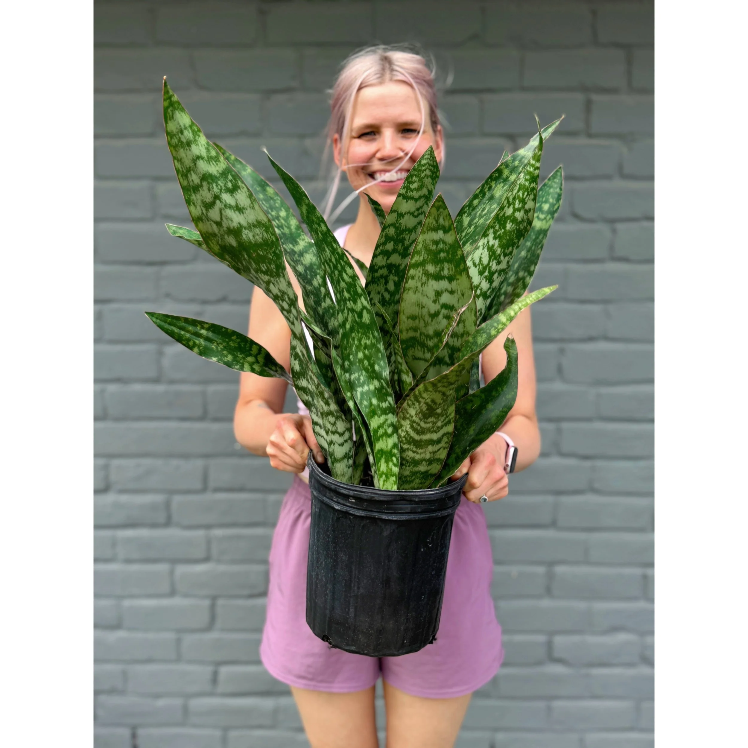 Sansevieria Masoniana 'Shark Fin'