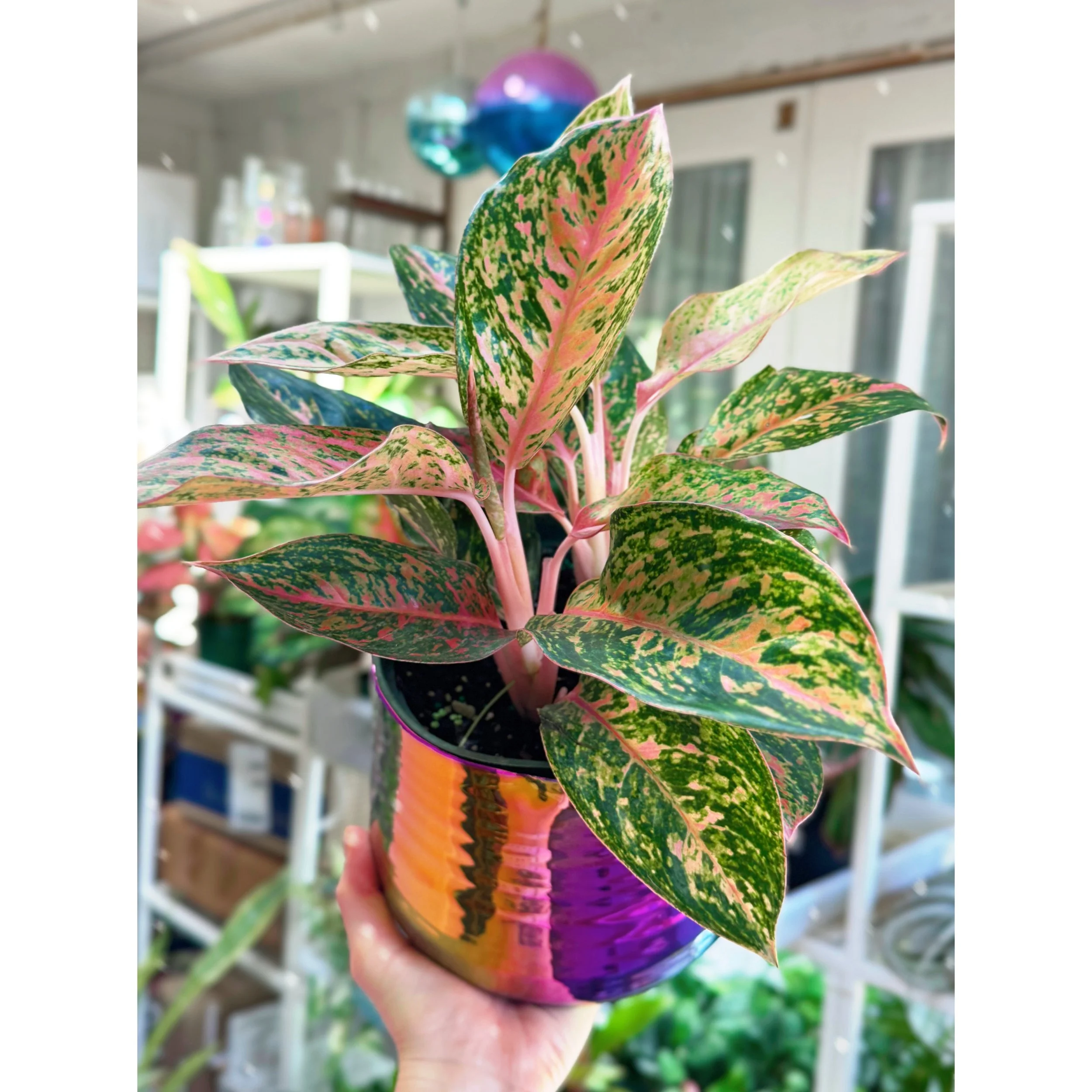 Aglaonema Hybrid' Chanel' in Tegan Rainbow Pot